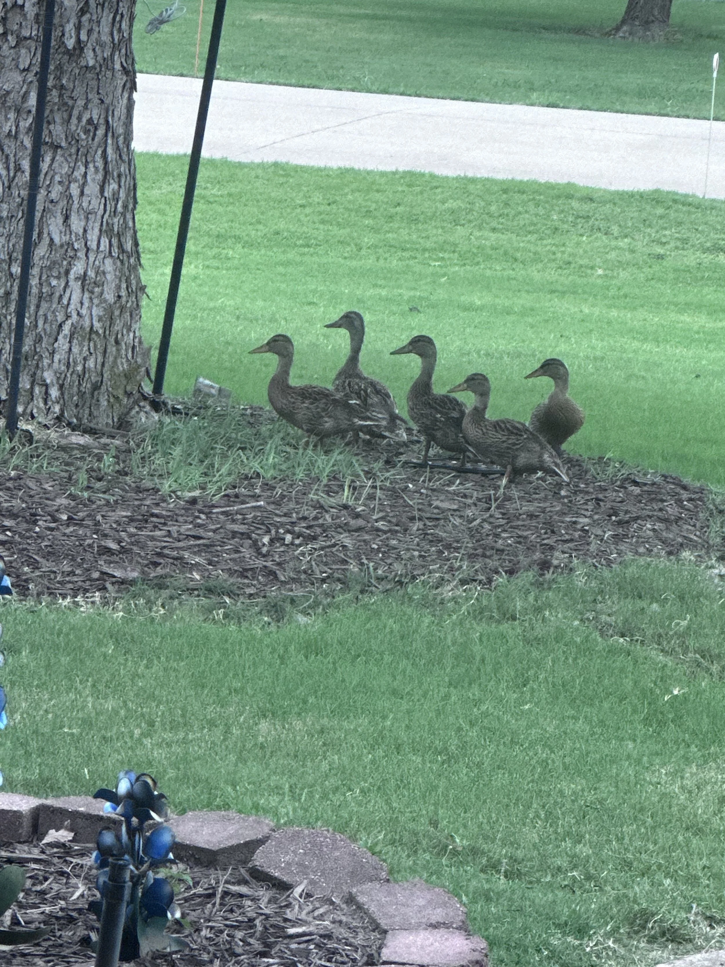 Six ducks standing on the ground near a tree and a grassy area, with a sidewalk visible in the background.
