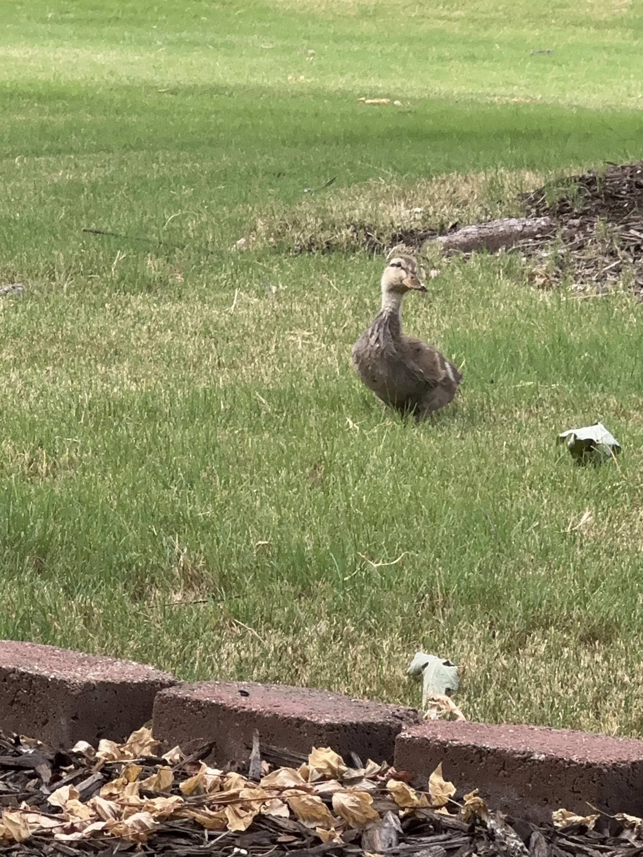 A duck standing on a grassy lawn near a garden bed with fallen leaves and a brick border.