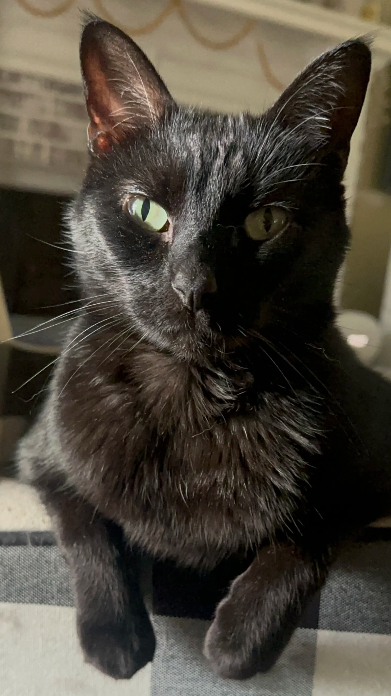 Close-up of a black cat with half-closed green eyes, sitting on a gray checkered surface with a blurred background.