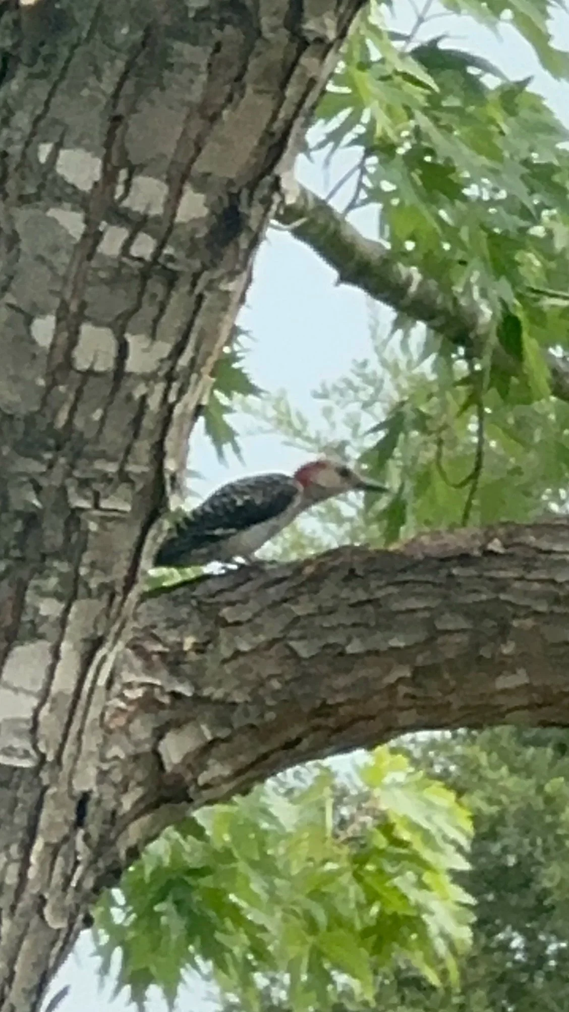 A woodpecker perched on a tree branch among green leaves.