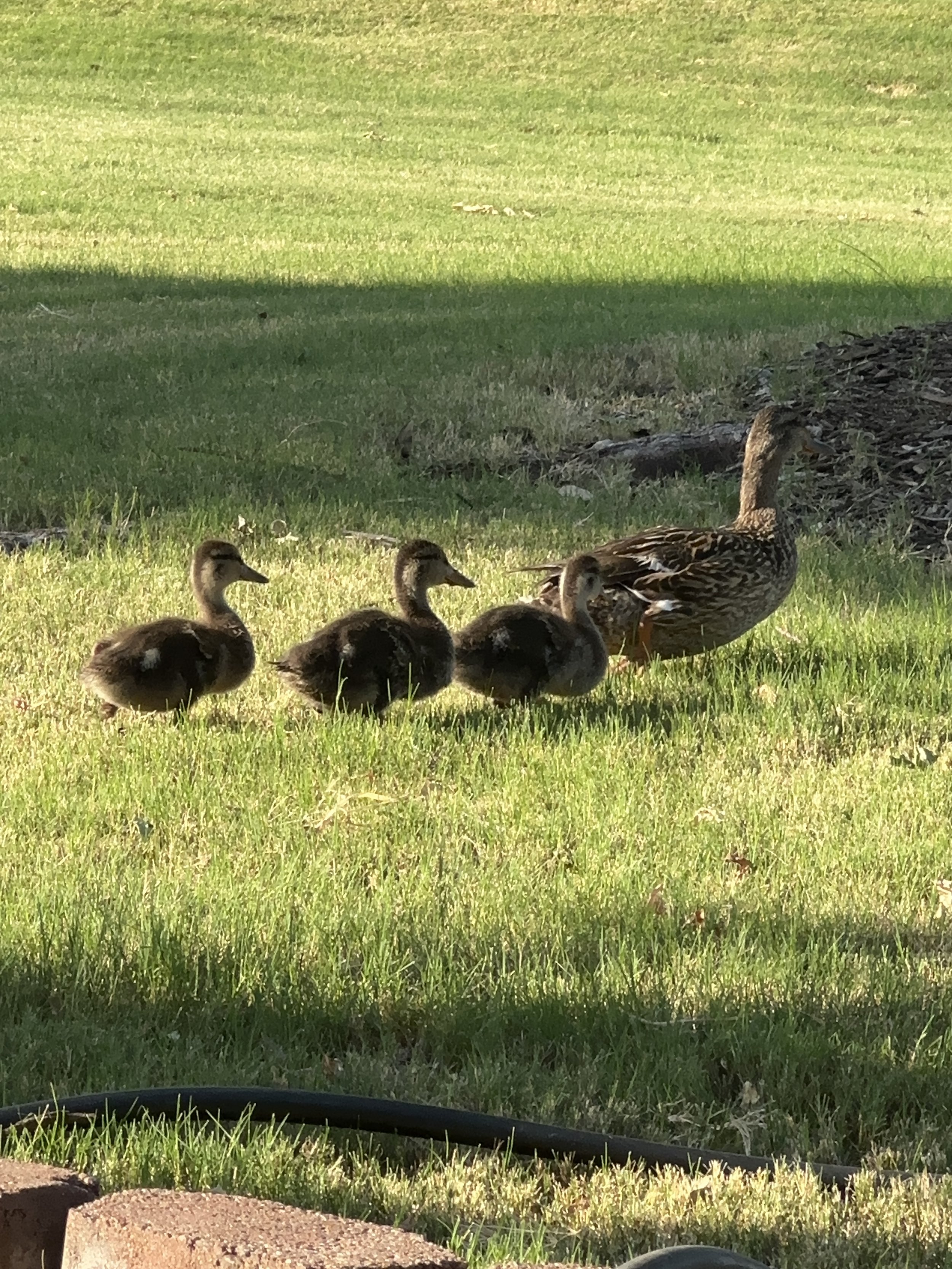 A family of four ducks, including a mother duck and three ducklings, walking on a grassy area near rocks, in sunlight with a shadow cast over part of the grass.