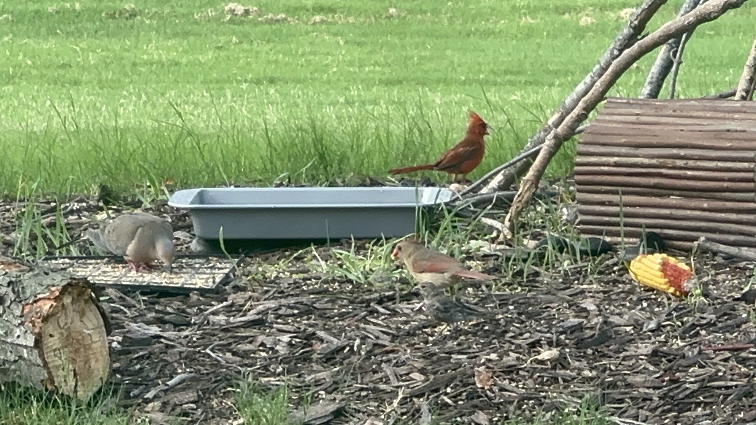 Cardinal friends 