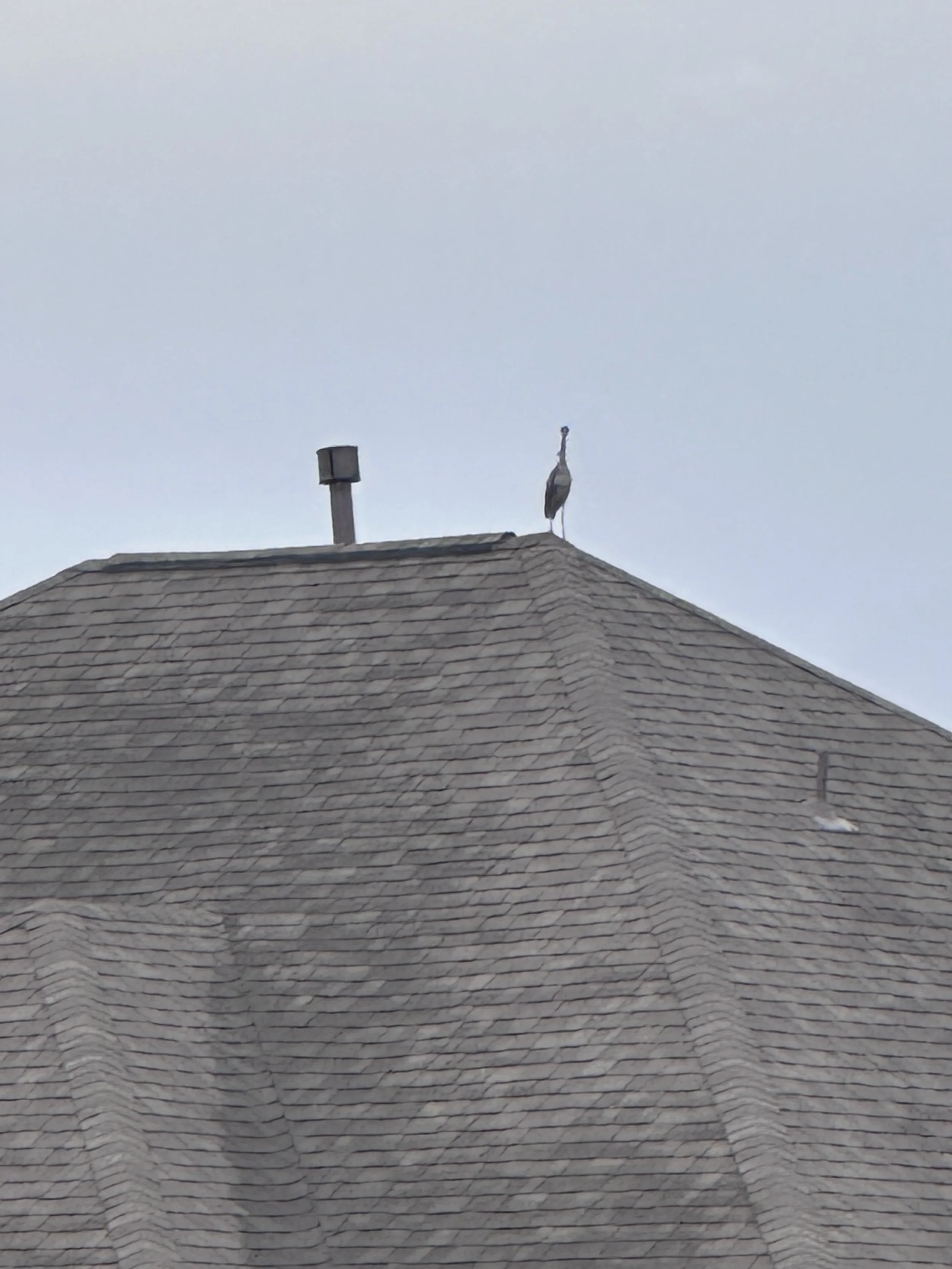 The Yellow Crowned Night Heron that eats crawdads in my backyard, standing on my neighbors roof lol 