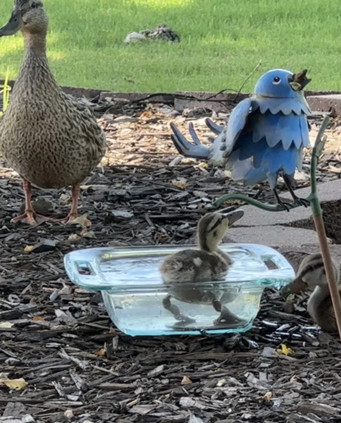 A duck standing on wood chips, a rubber duck decoration, and several ducklings in a plastic container filled with water, with grass in the background.