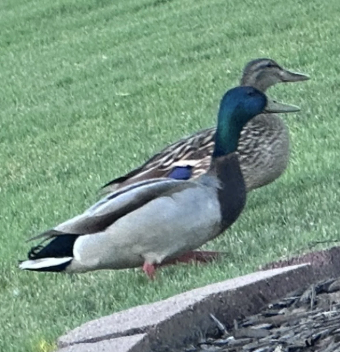 Mr and Mrs Duckworth! 