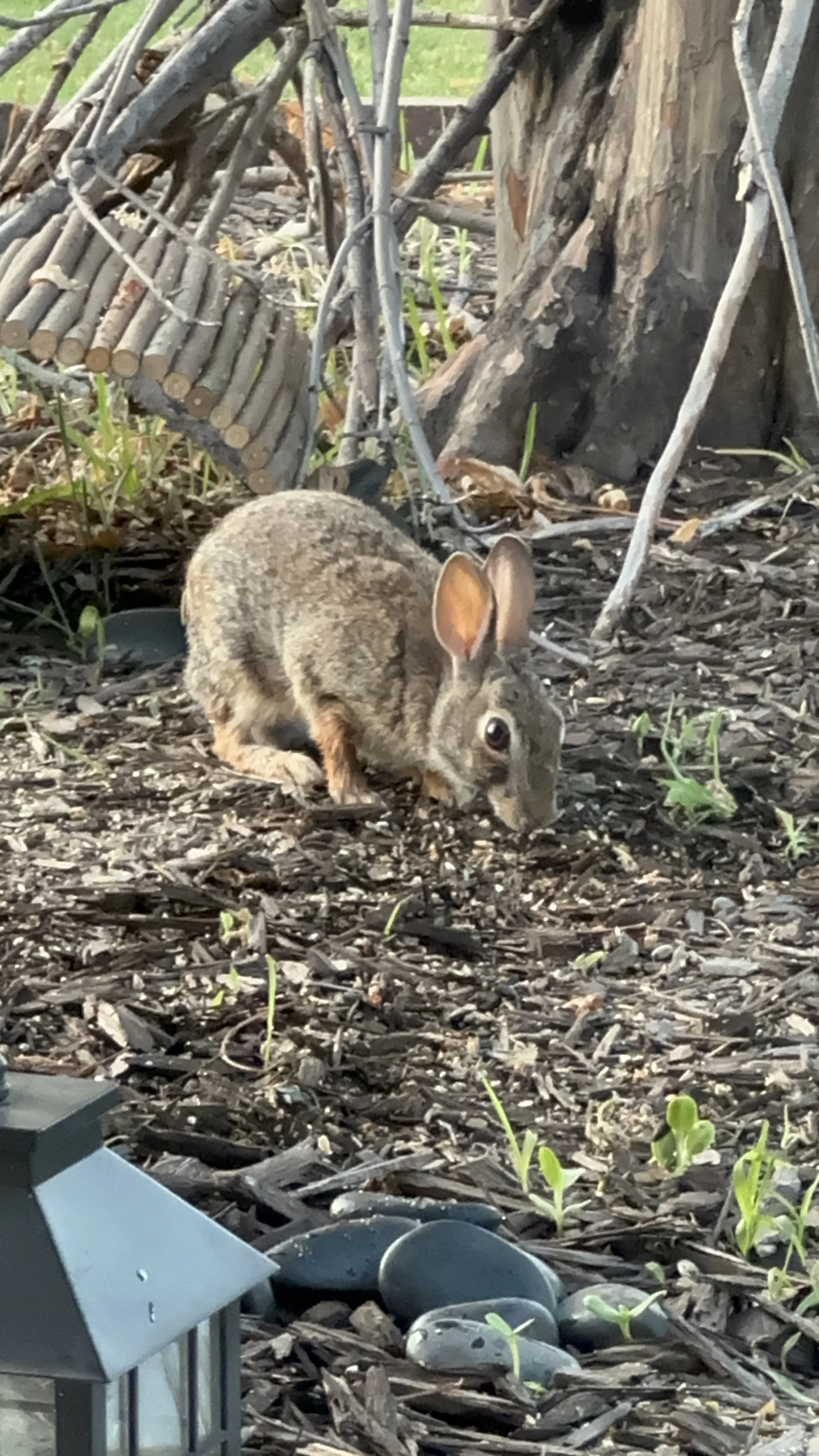 Bun Bun