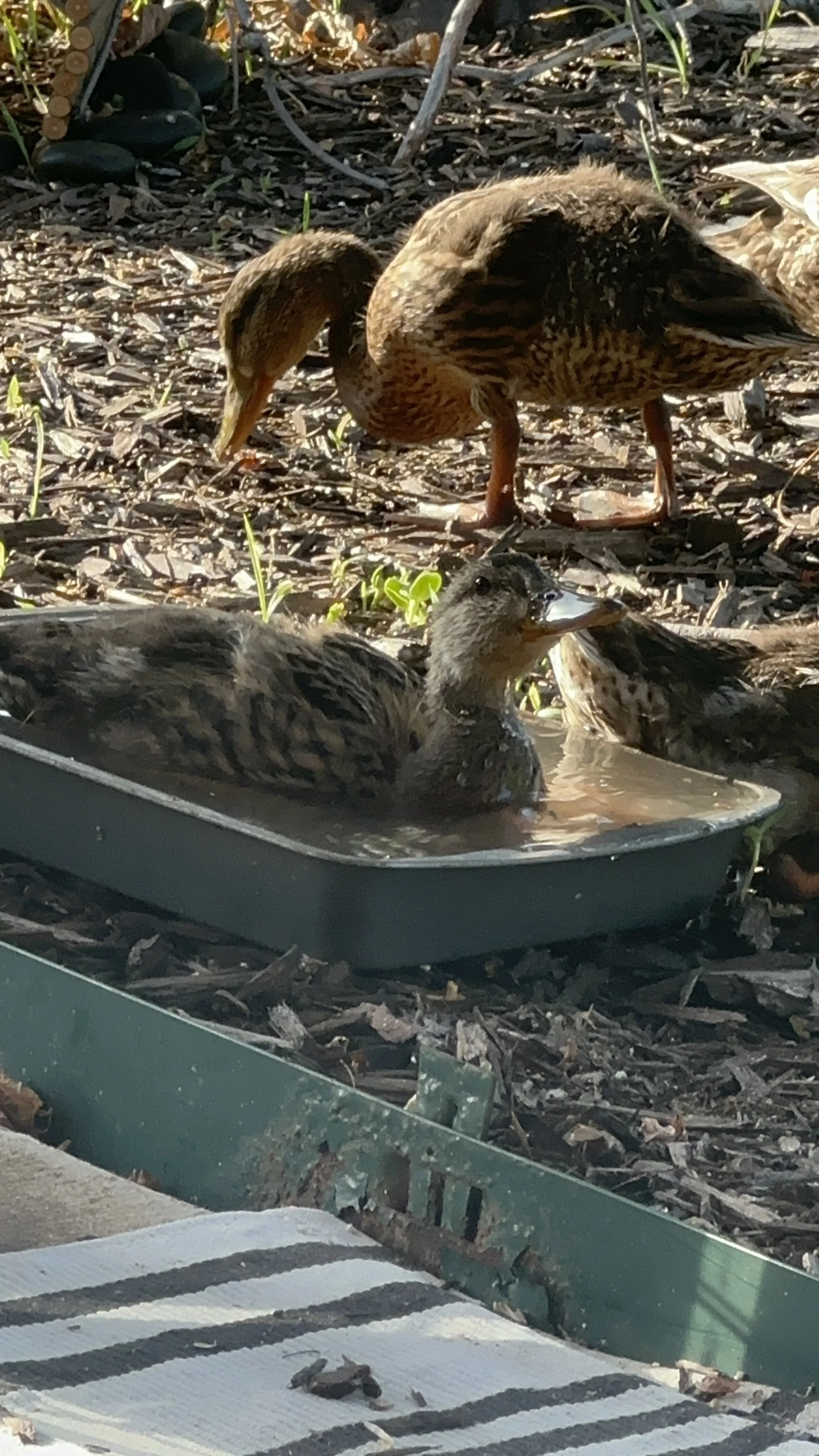 never too big to bathe in the Brownie Pan