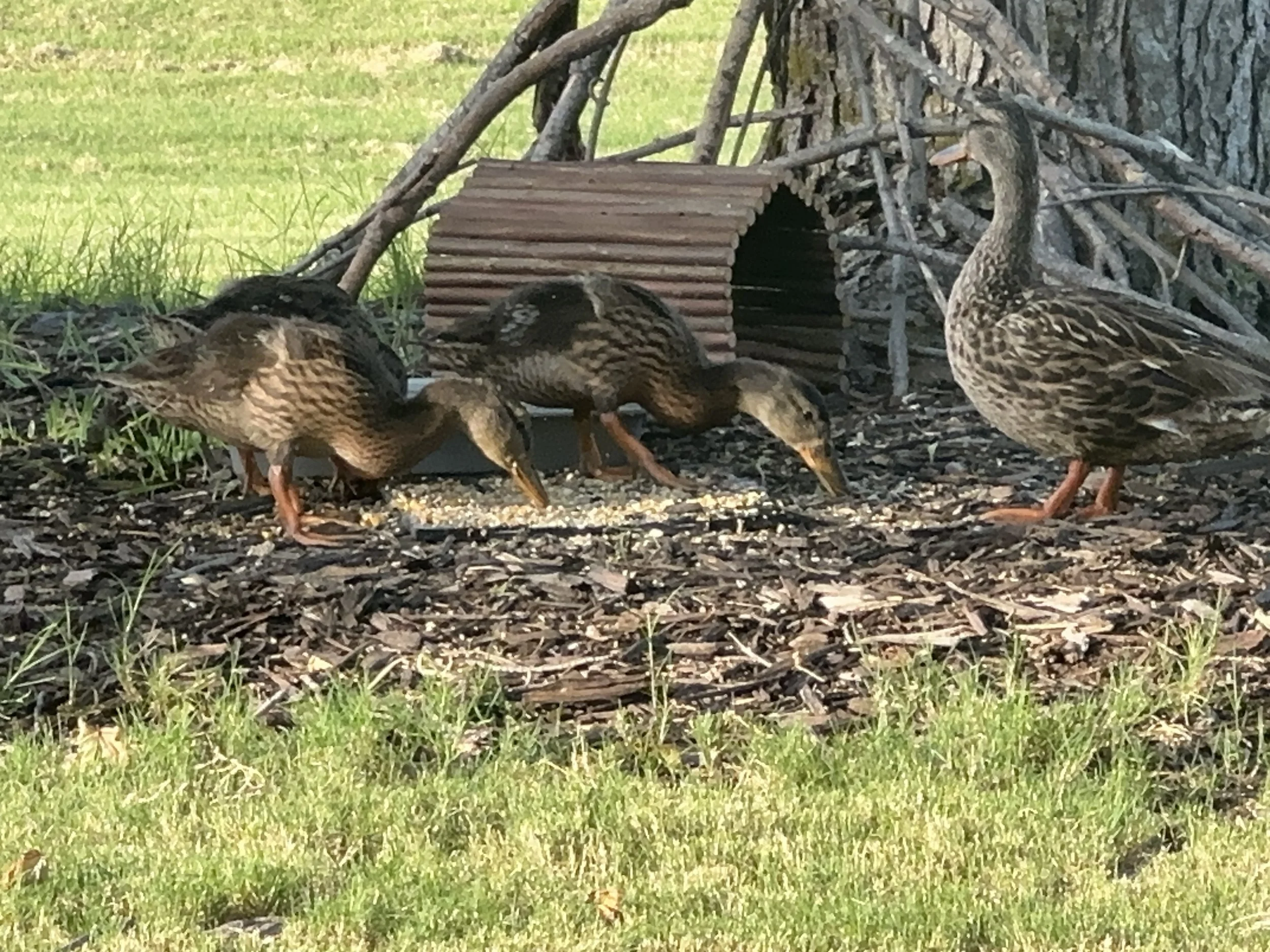 Mama and the babies the last time they visited me. See those flight feathers? 