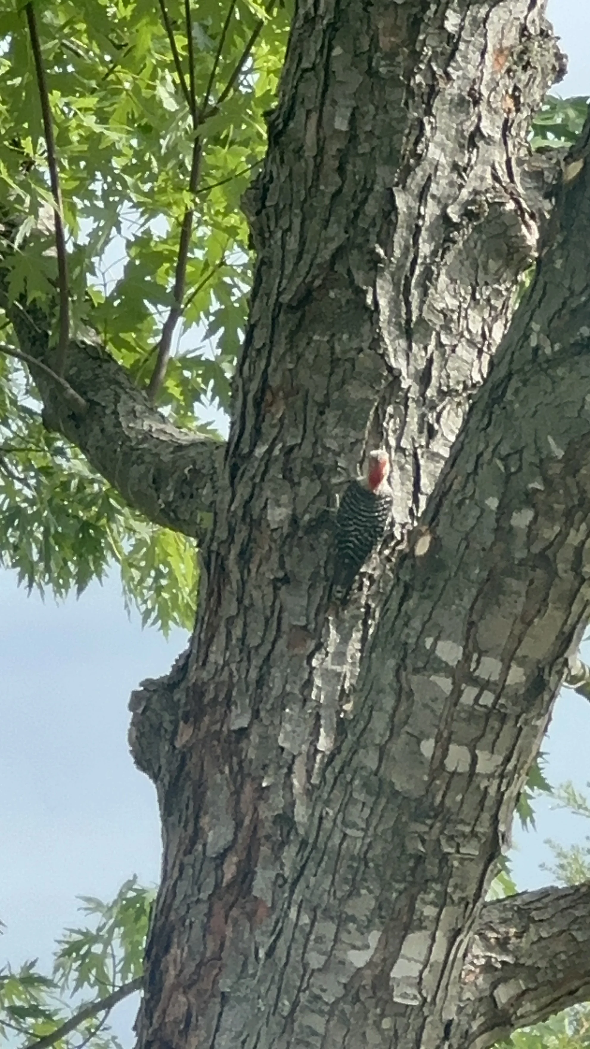 he's climbing up but so confused