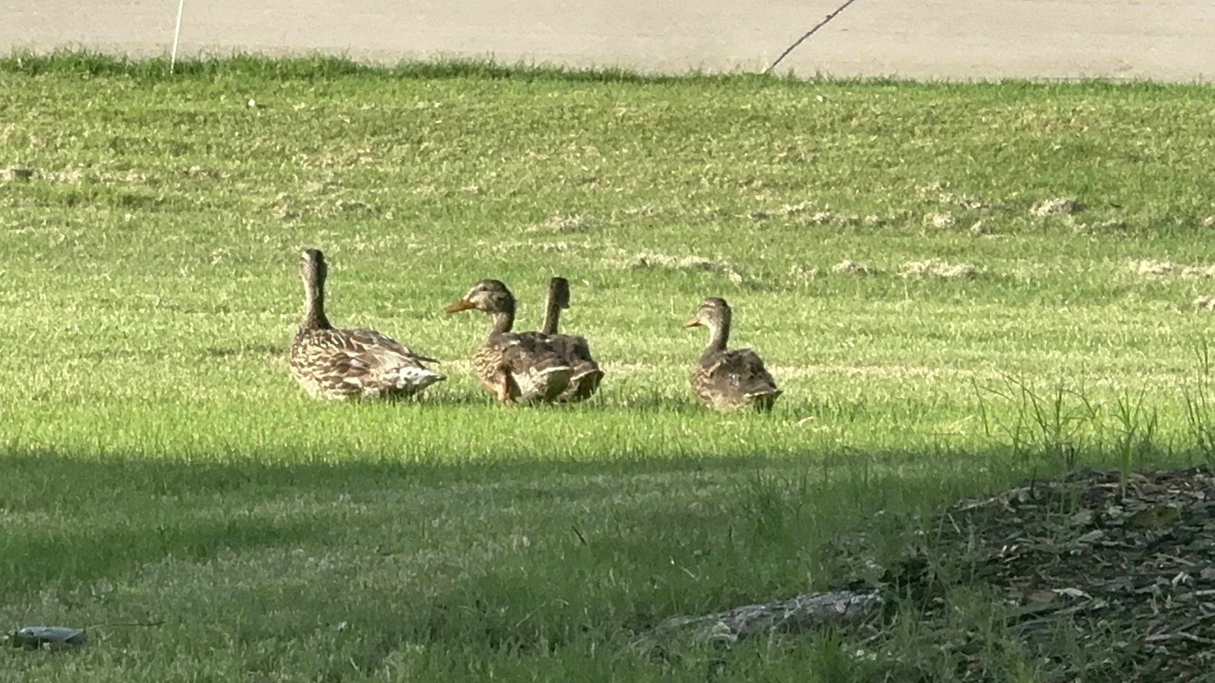 Three ducks sitting on a grassy area near a sidewalk, with sunlight and shadows.