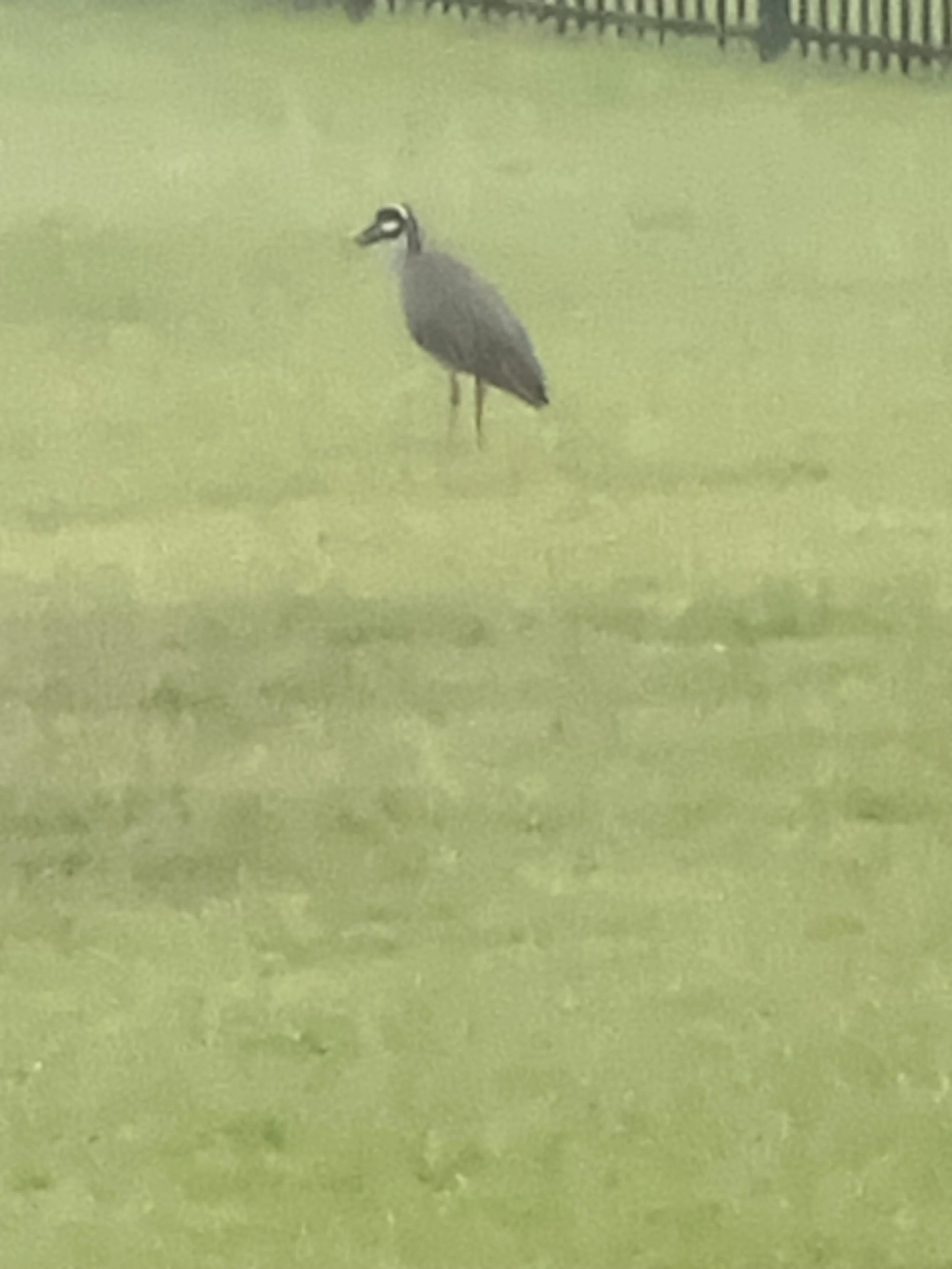 the Heron in my yard that ate crawdads and scared them off! Haha