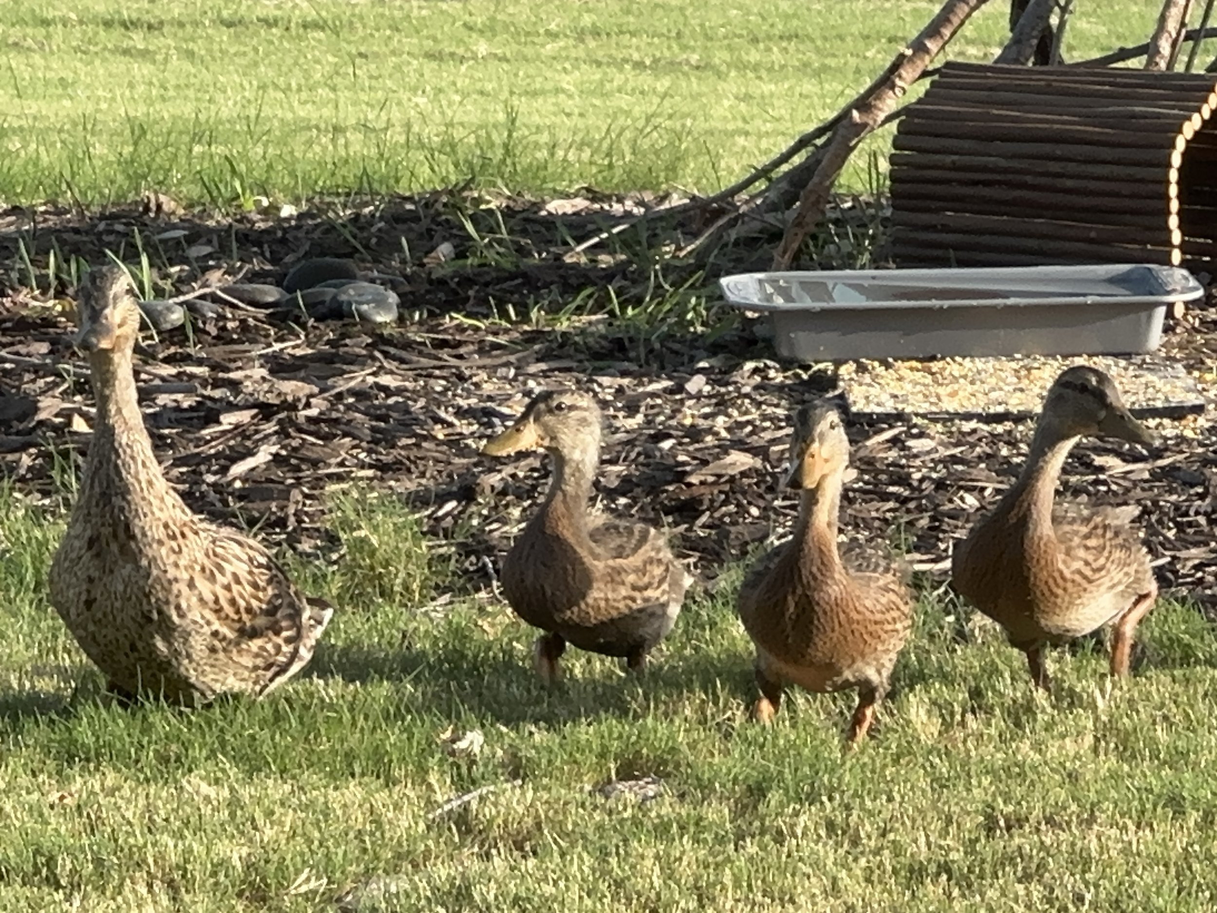 Multiple ducks walking on grass near a bird feeder and a small pile of rocks in the background.