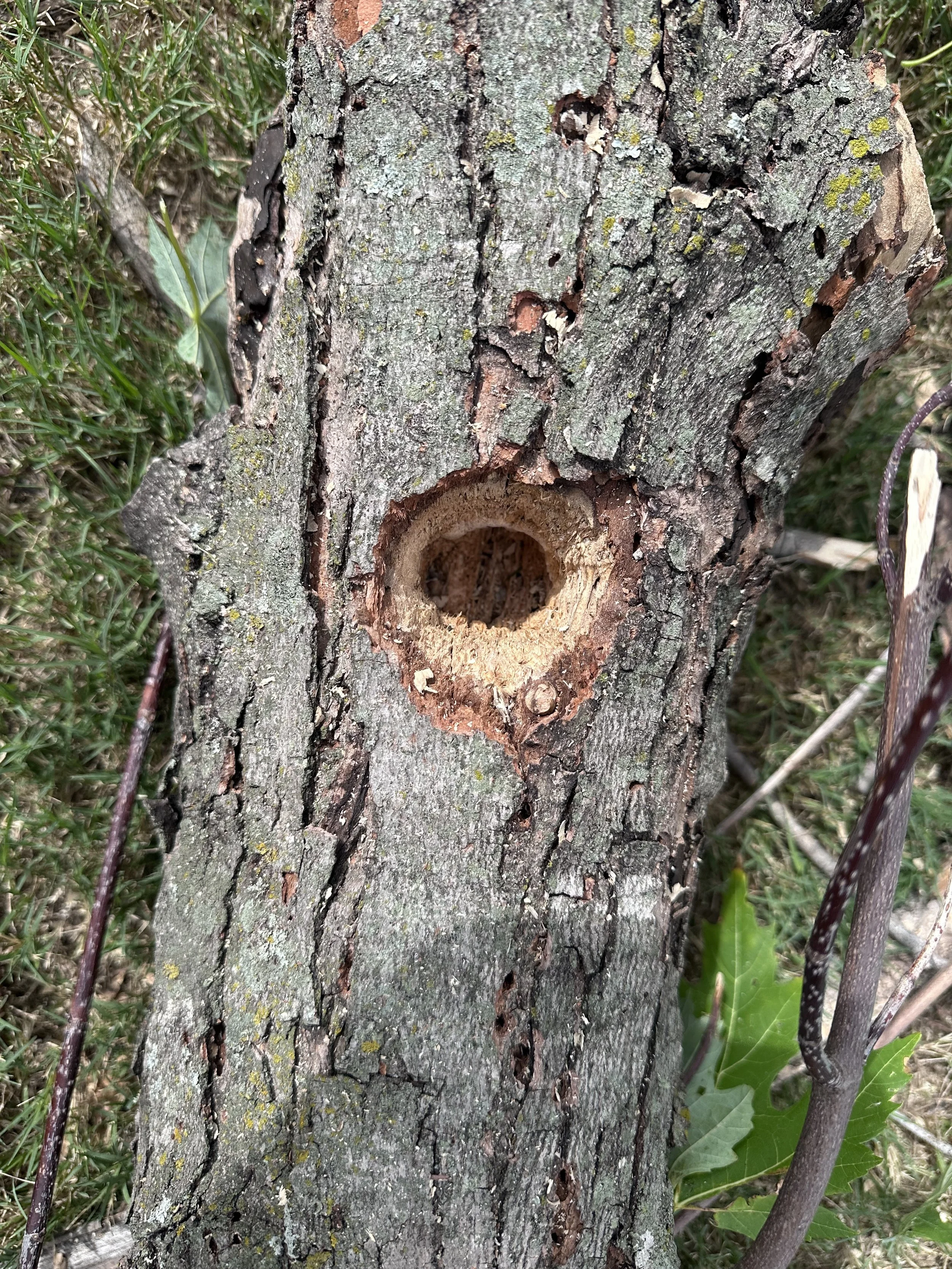 LOOK AT THAT EXPERTLY DRILLED HOLE! 