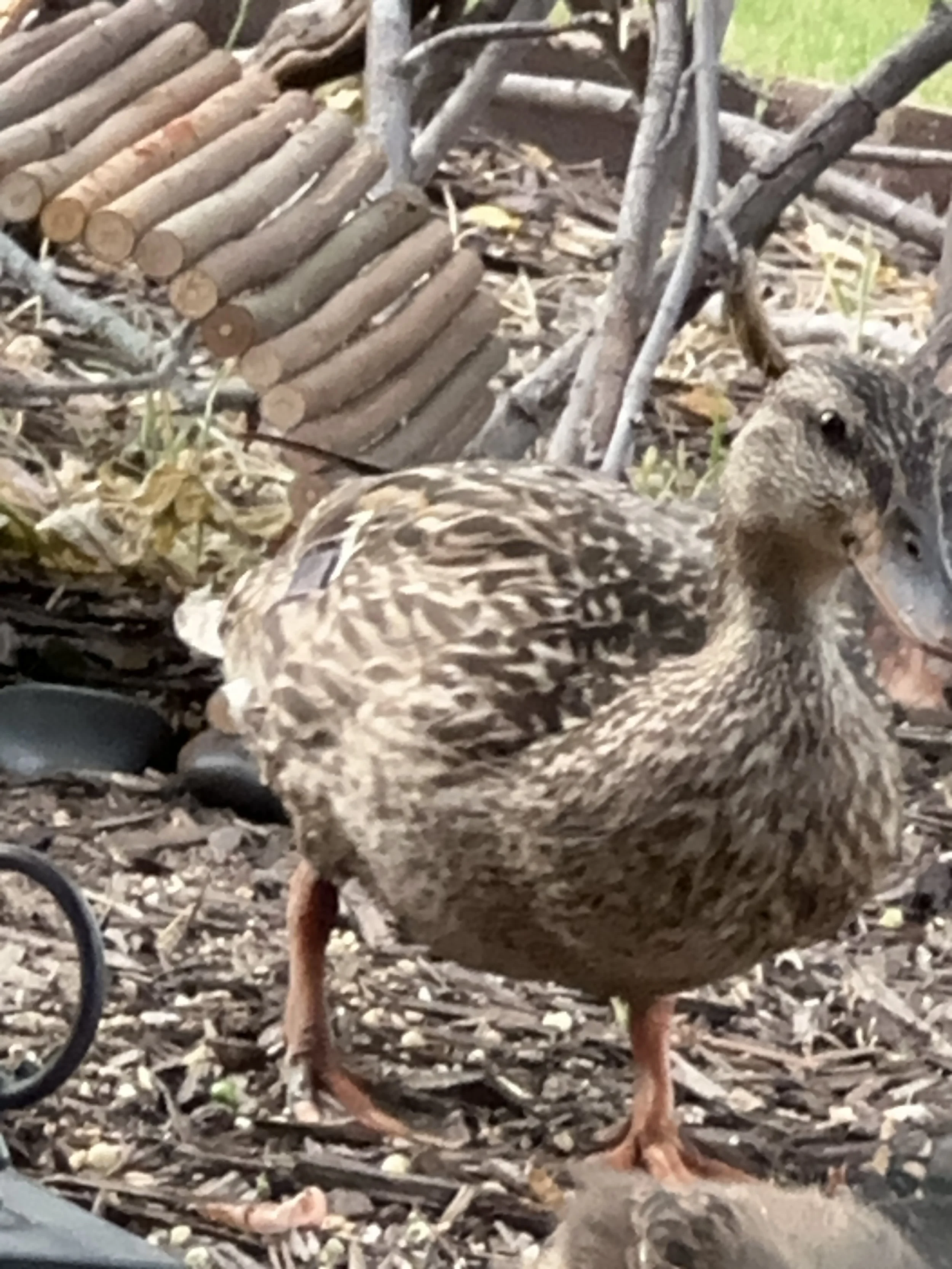 A duck standing on the ground among sticks and some greenery.