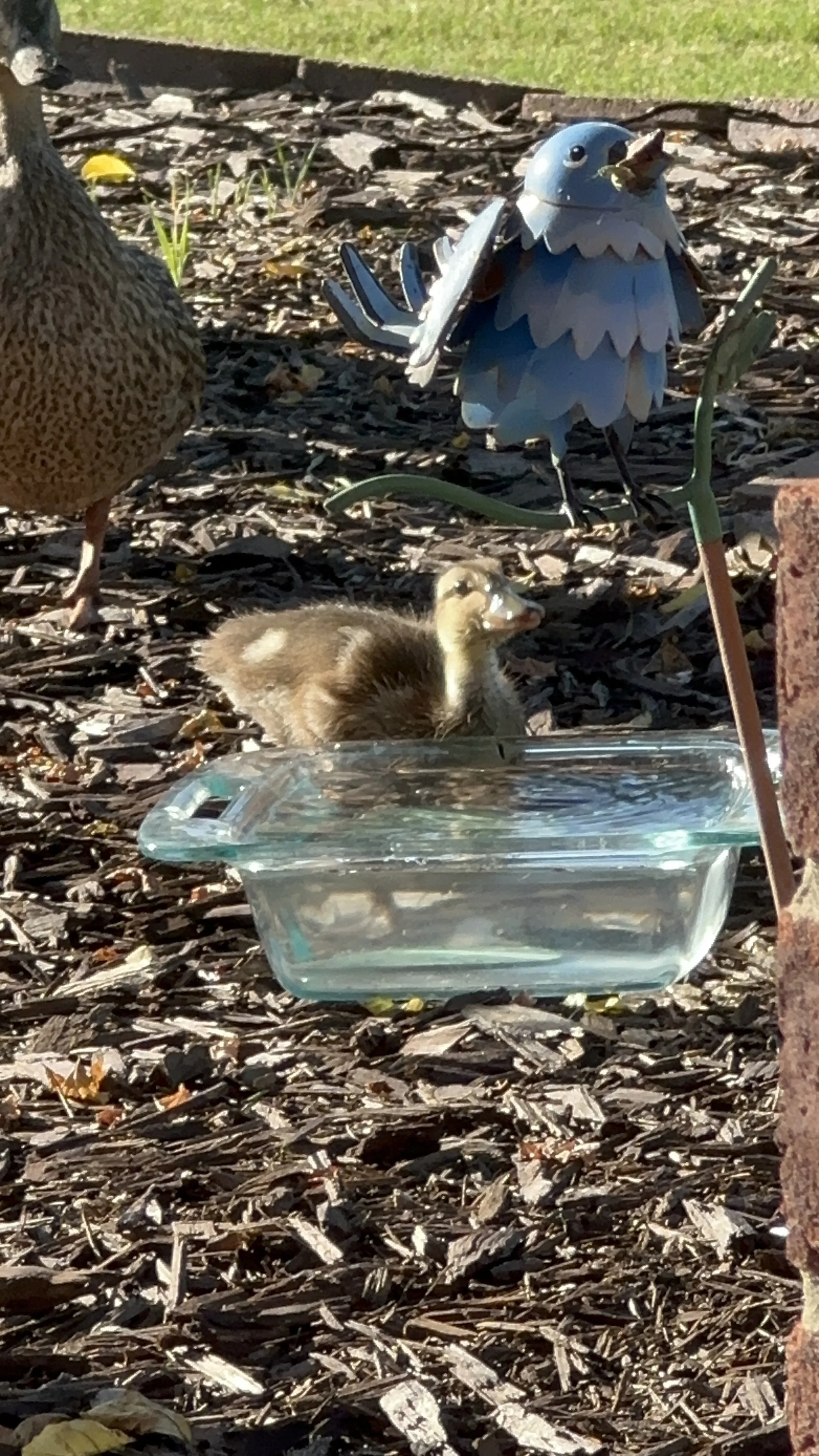 A duck and duckling near a glass container of water and bird figurines in a garden.