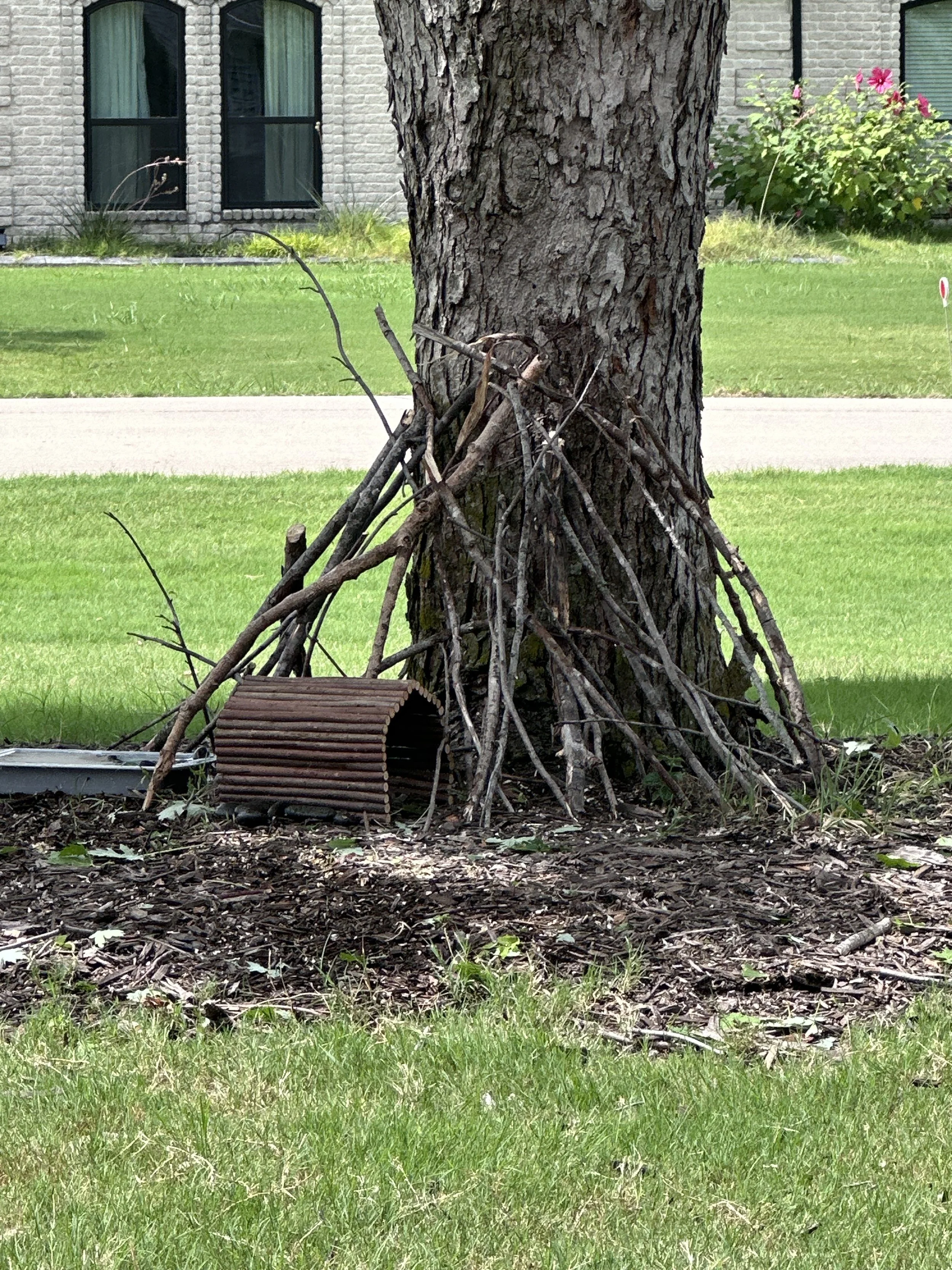 A tree with a large trunk in a grassy yard, with a pile of sticks leaning against the trunk and a small wooden structure nearby. Background shows a house with brick walls, windows with curtains, and some flowering bushes.