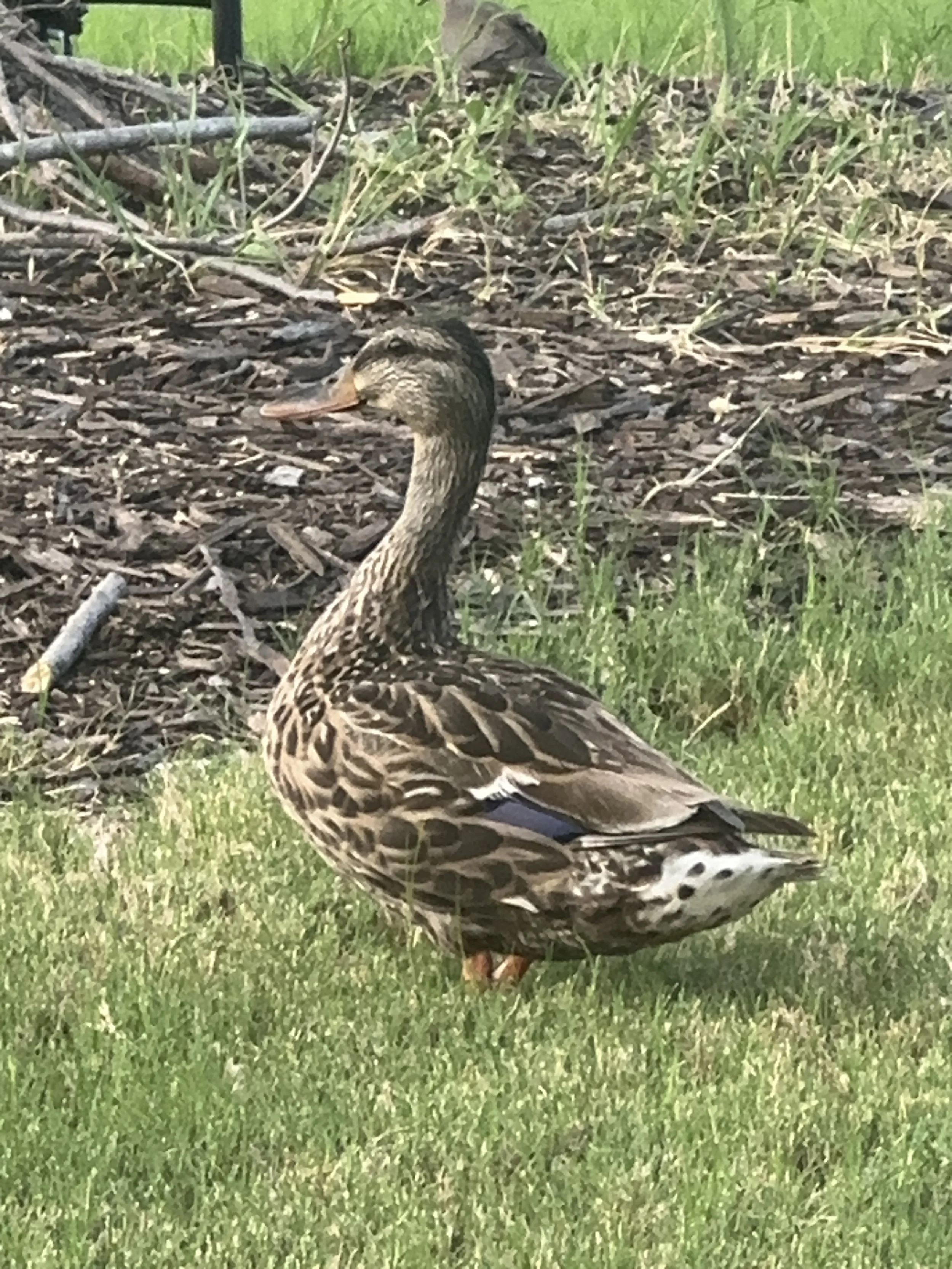 Beyonce the Duck, who flies in for a quick bite here and there