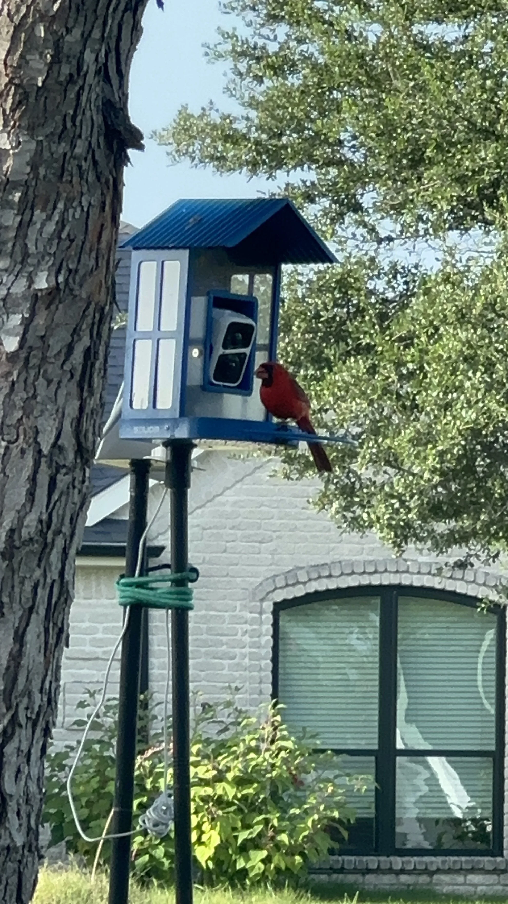 A red cardinal bird perched on a blue birdhouse on a black pole, with a tree and a house with brick exterior and large window in the background.