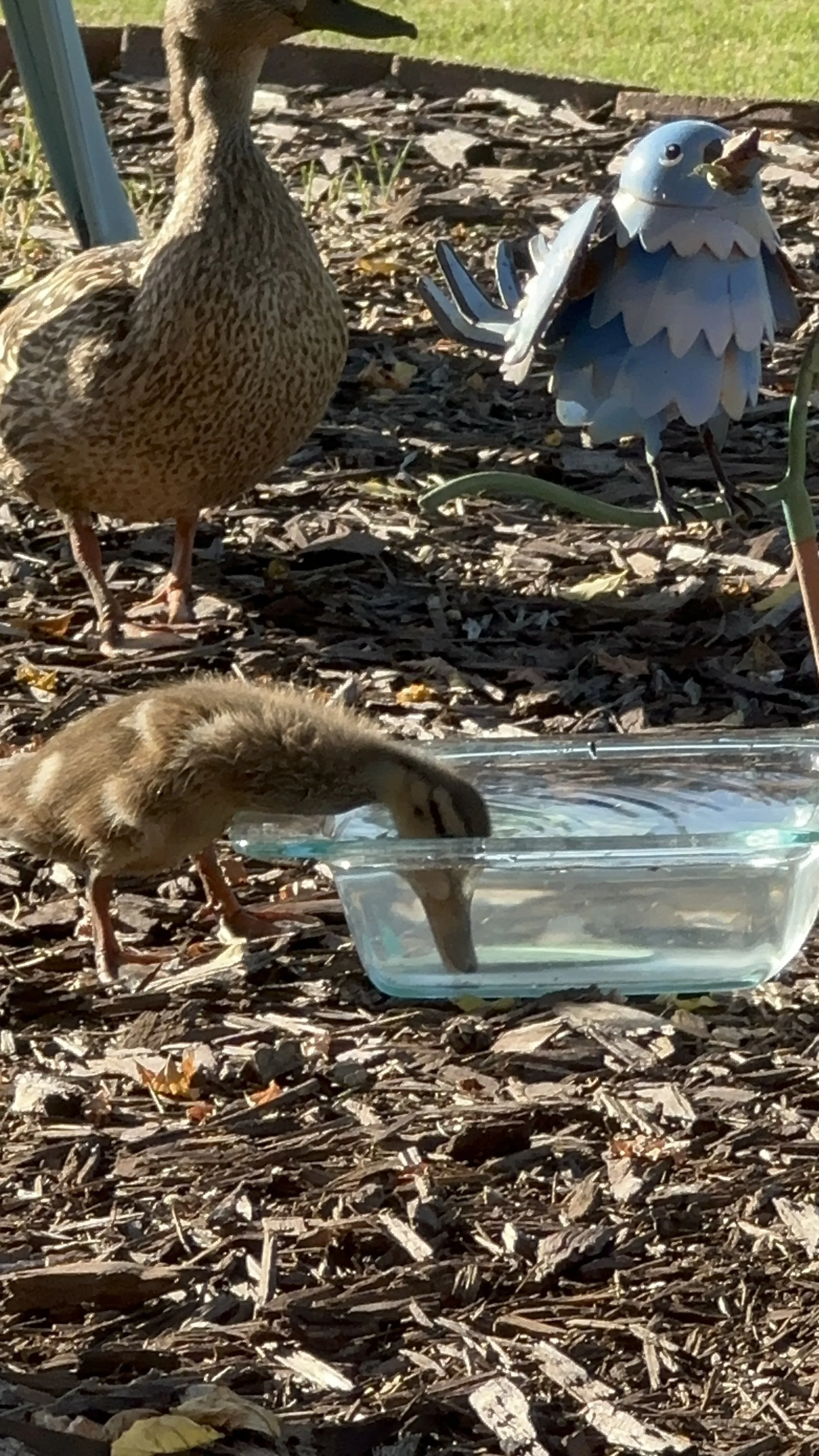 A small bird, possibly a chick or duckling, dipping its beak into a clear plastic container of water on a bed of wood chips, with a decorative bird sculpture and a real bird in the background.