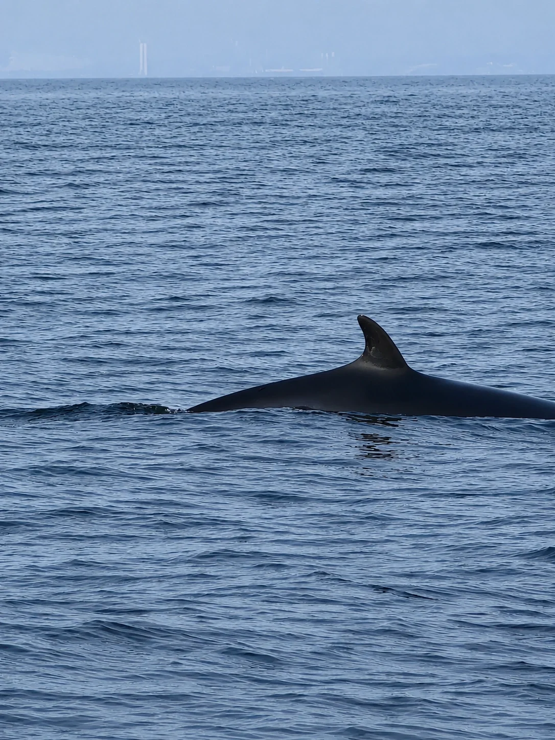Dorsal fin and back of a Minke whale breaking the surface of the water