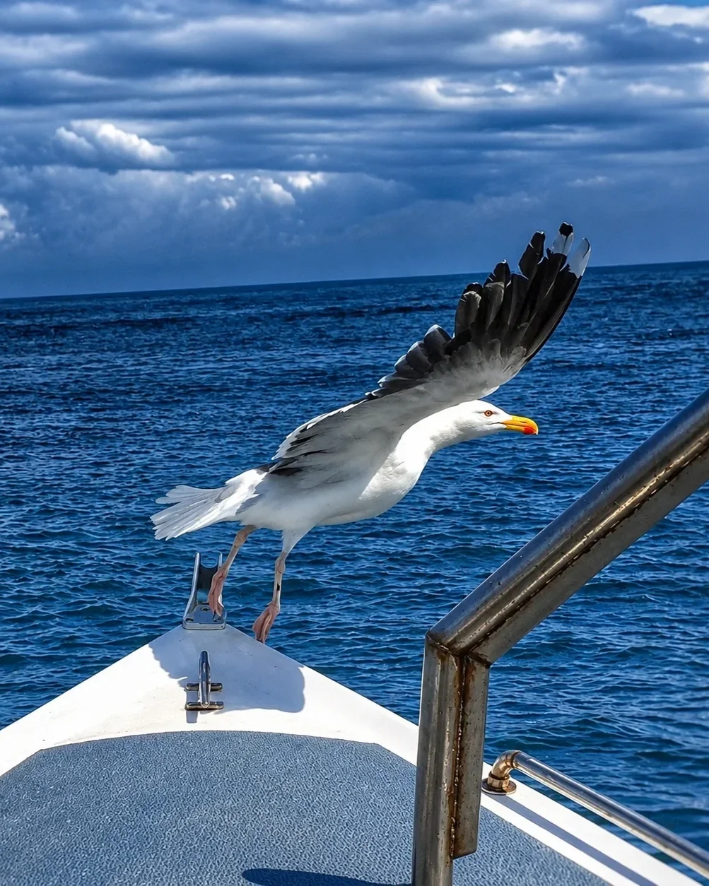 Western Gull flying off the boat