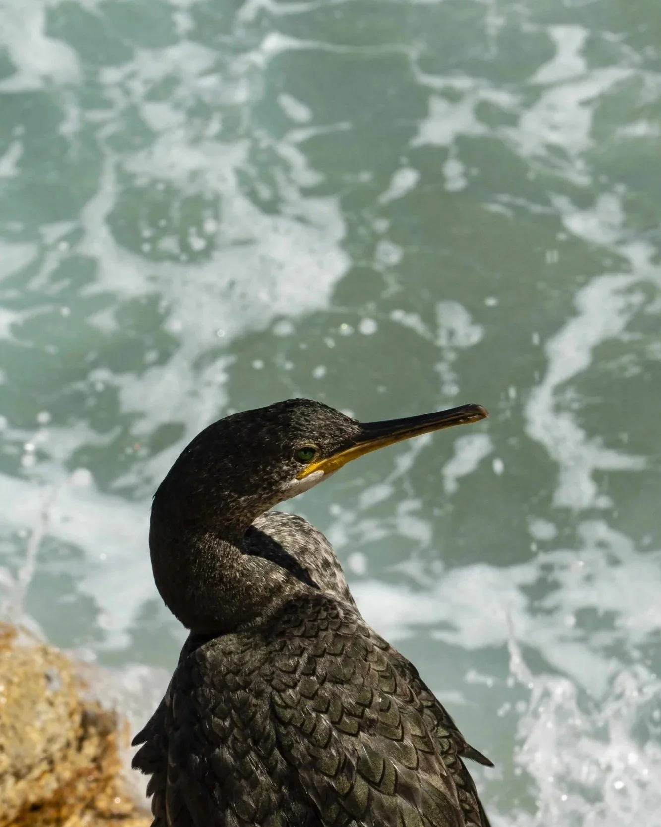 Cormorant