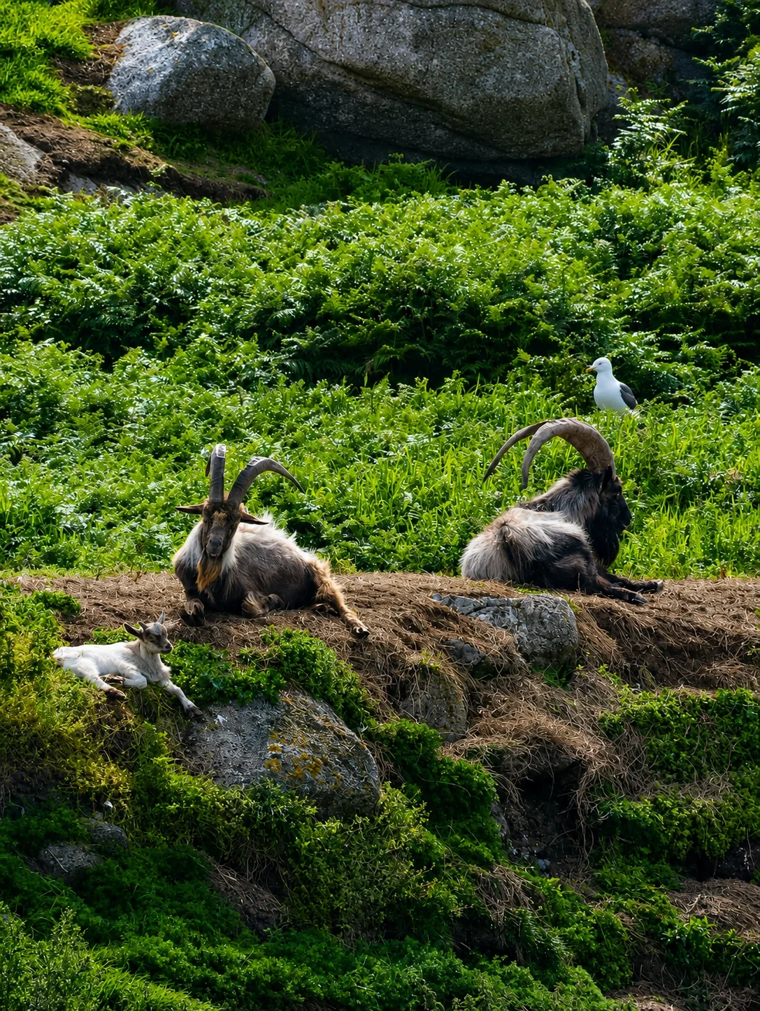Two goats with large curved horns and two small goats resting on a grassy hillside surrounded by rocks and green vegetation, with a seagull standing nearby.