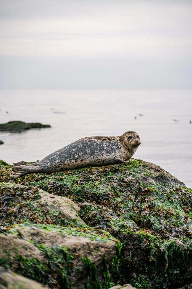Seal resting on wet rocks covered with seaweed by the ocean under a cloudy sky in Dublin Bay.