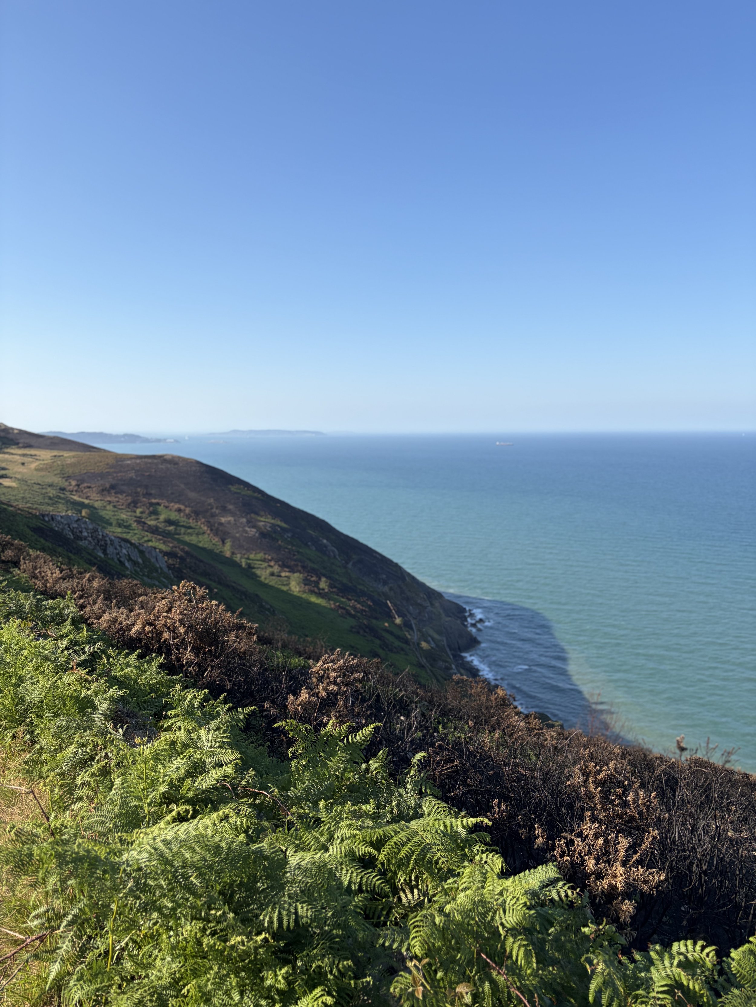 Coastal landscape with green and brown cliffs, dense vegetation in the foreground, and the ocean extending to the horizon under a clear blue sky.