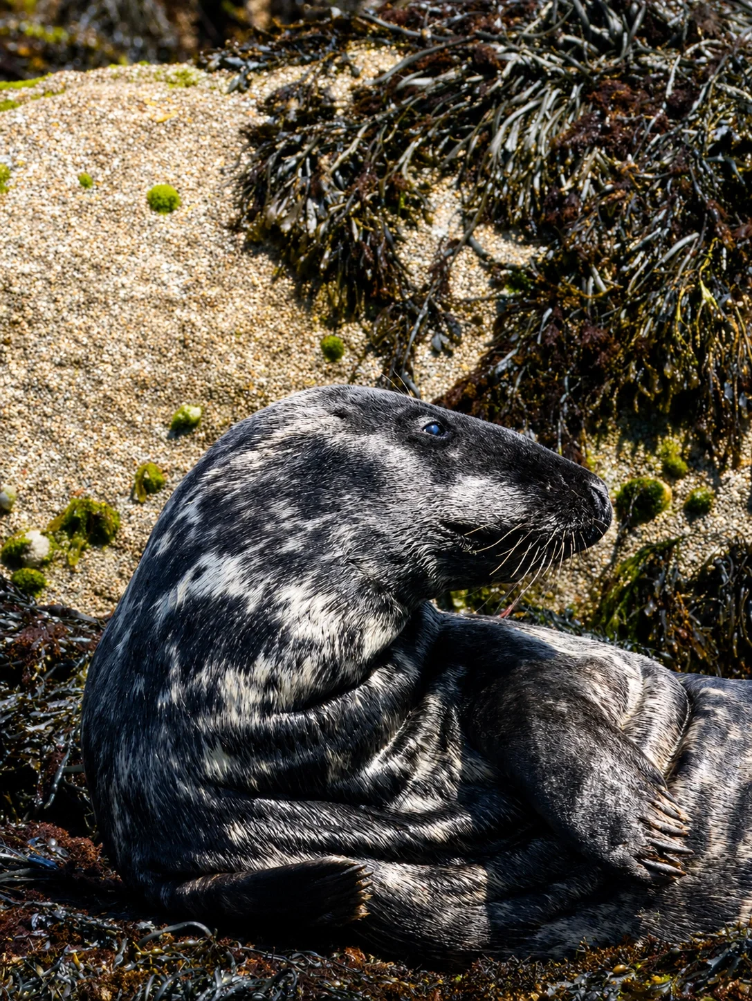 Grey Seal amongst the seaweed on Irish coast