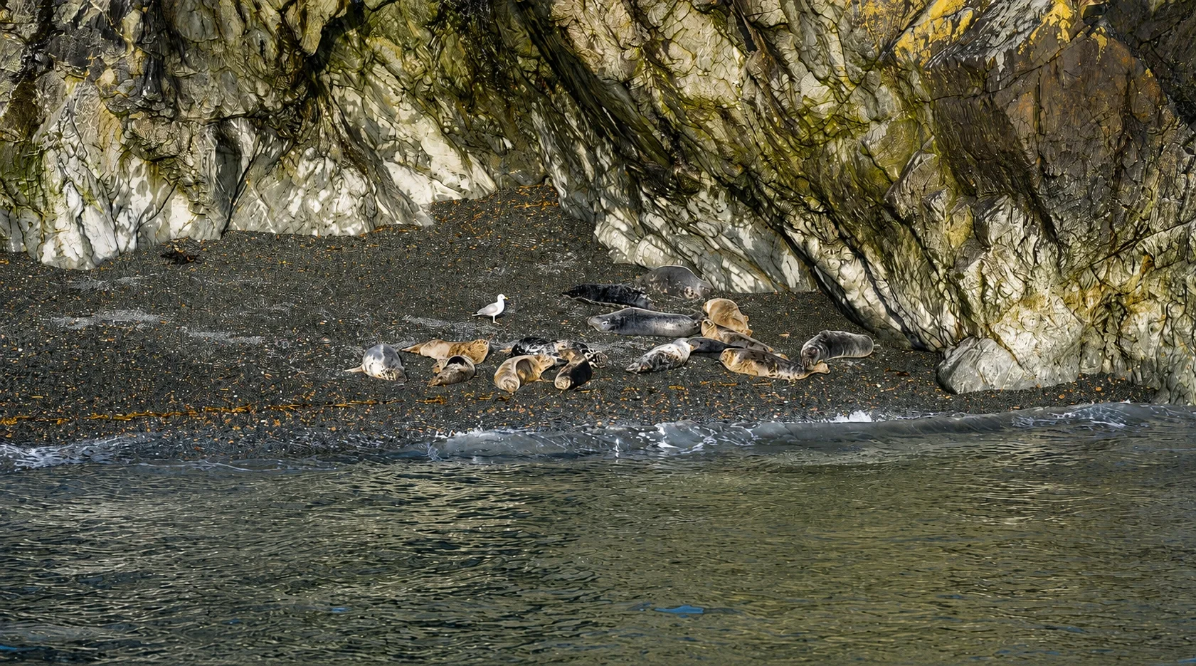 A group of seals lying on a dark rocky beach near the water, with a large, layered rock formation with green and gray hues in the background, and a seagull standing among the seals.