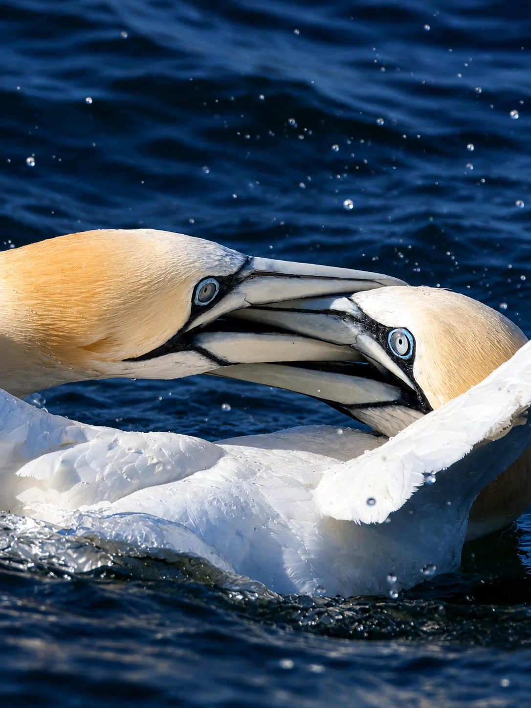 Two Northern Gannets (Morus bassanus) locking their beaks in pair bonding