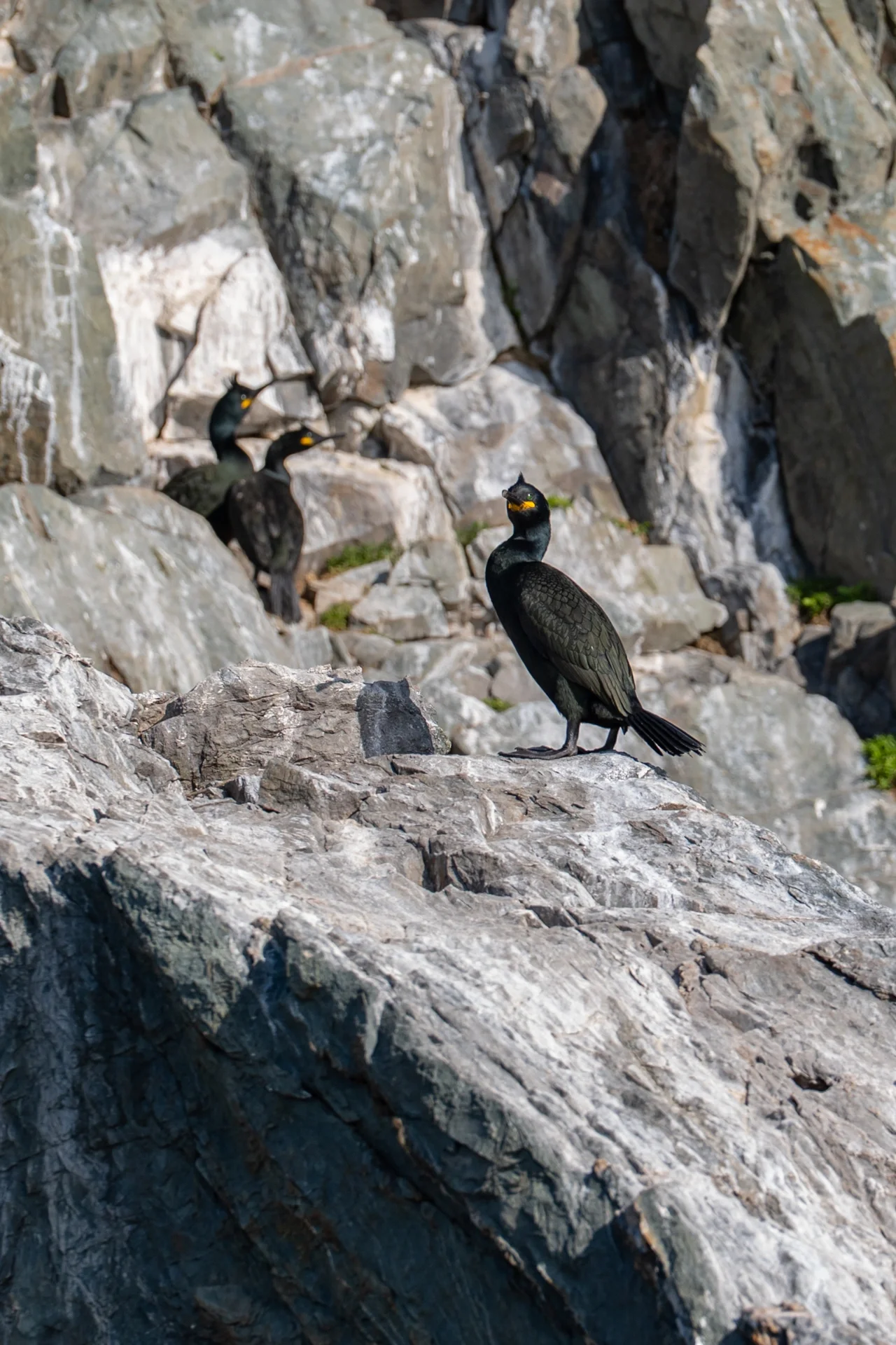 Three black seabirds with yellow beaks perched on rocks near a cliffside near Greystones Co Wicklow 