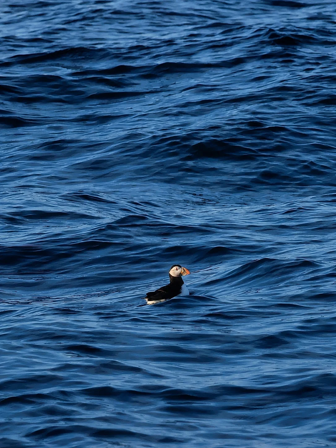 A puffin bird floating on the ocean with a calm, deep blue surface and small waves.