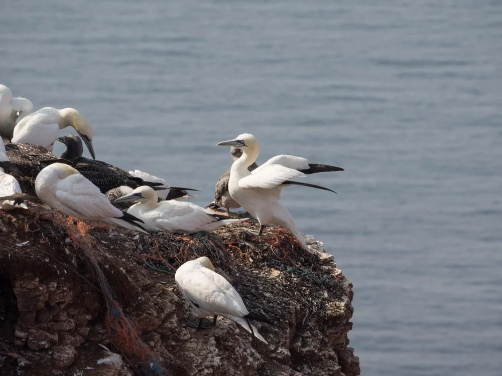 Seagulls perched on rocky shoreline by the water.