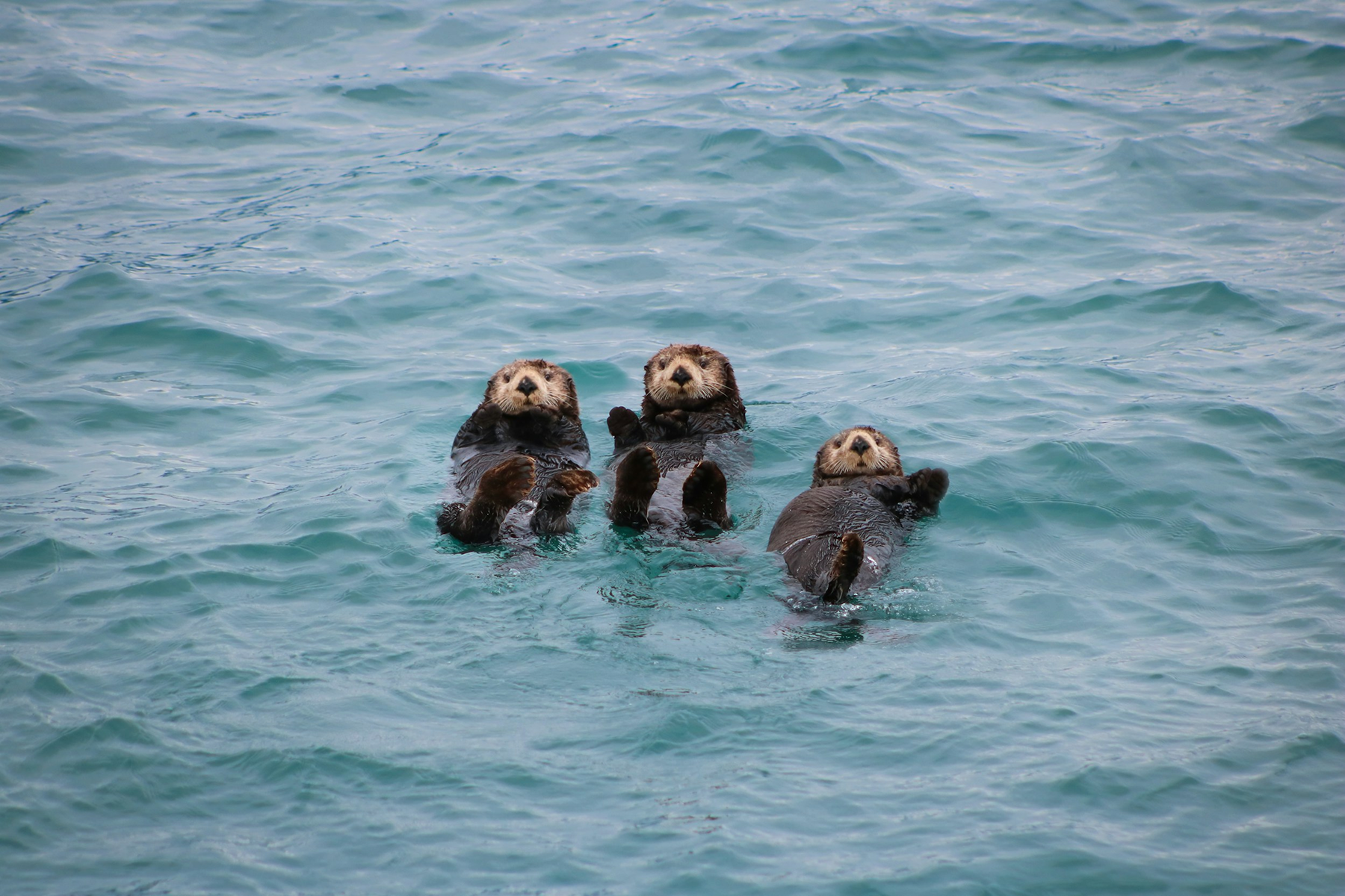 Three otters floating on their backs in the water with their paws raised.
