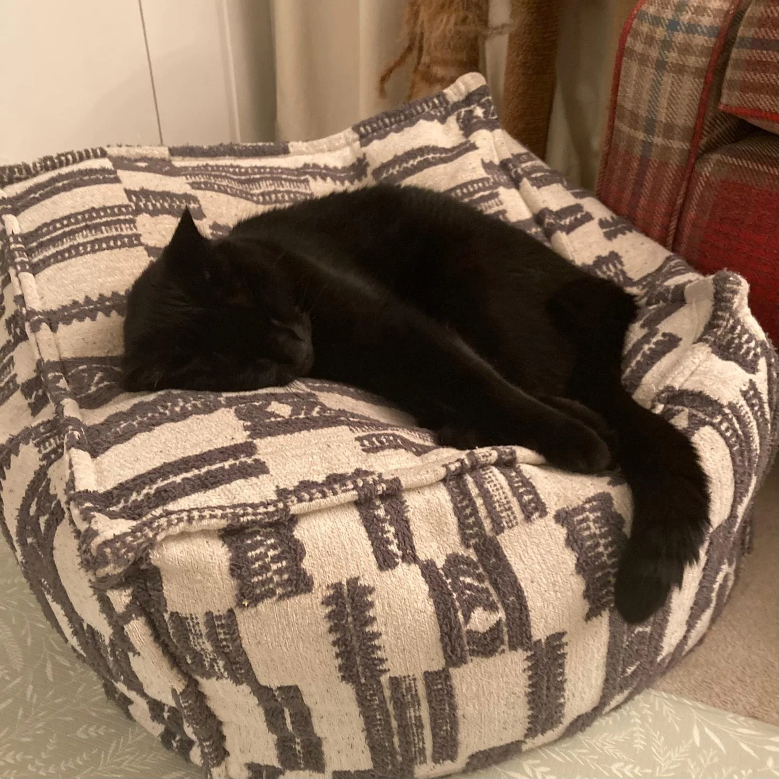 Black cat