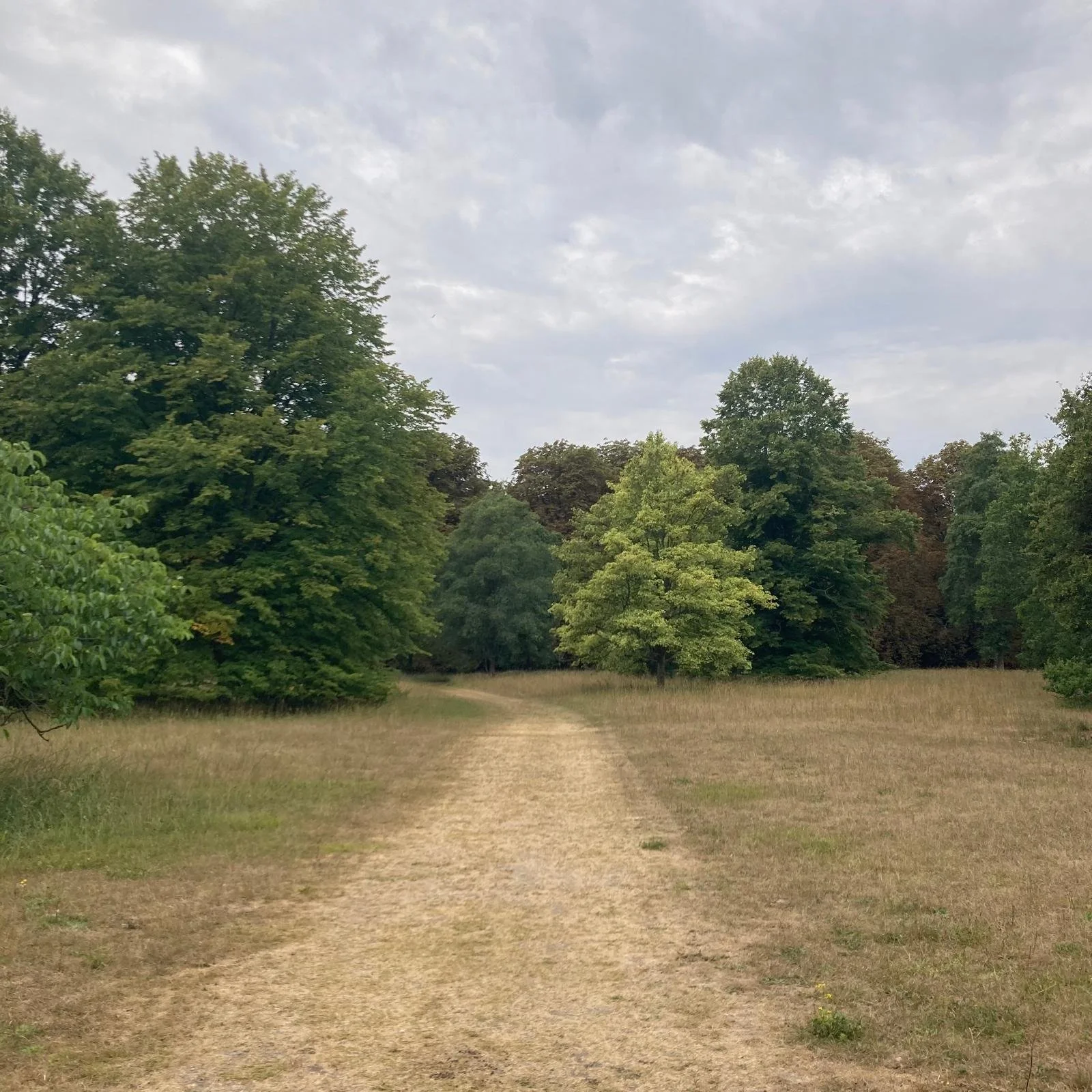 Trees