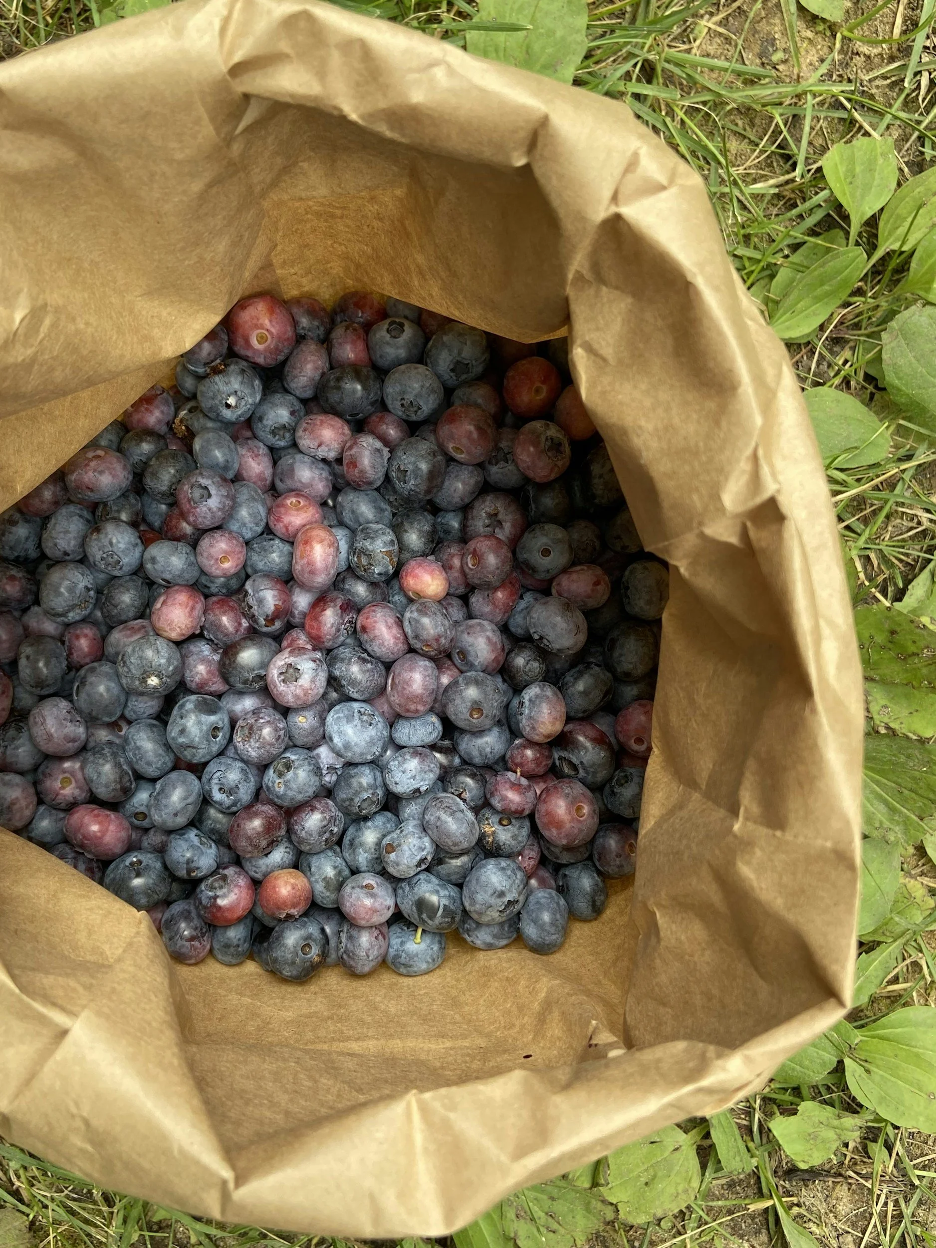 Supporting Your Immune System With Vitamin &amp; Mineral Rich Foods