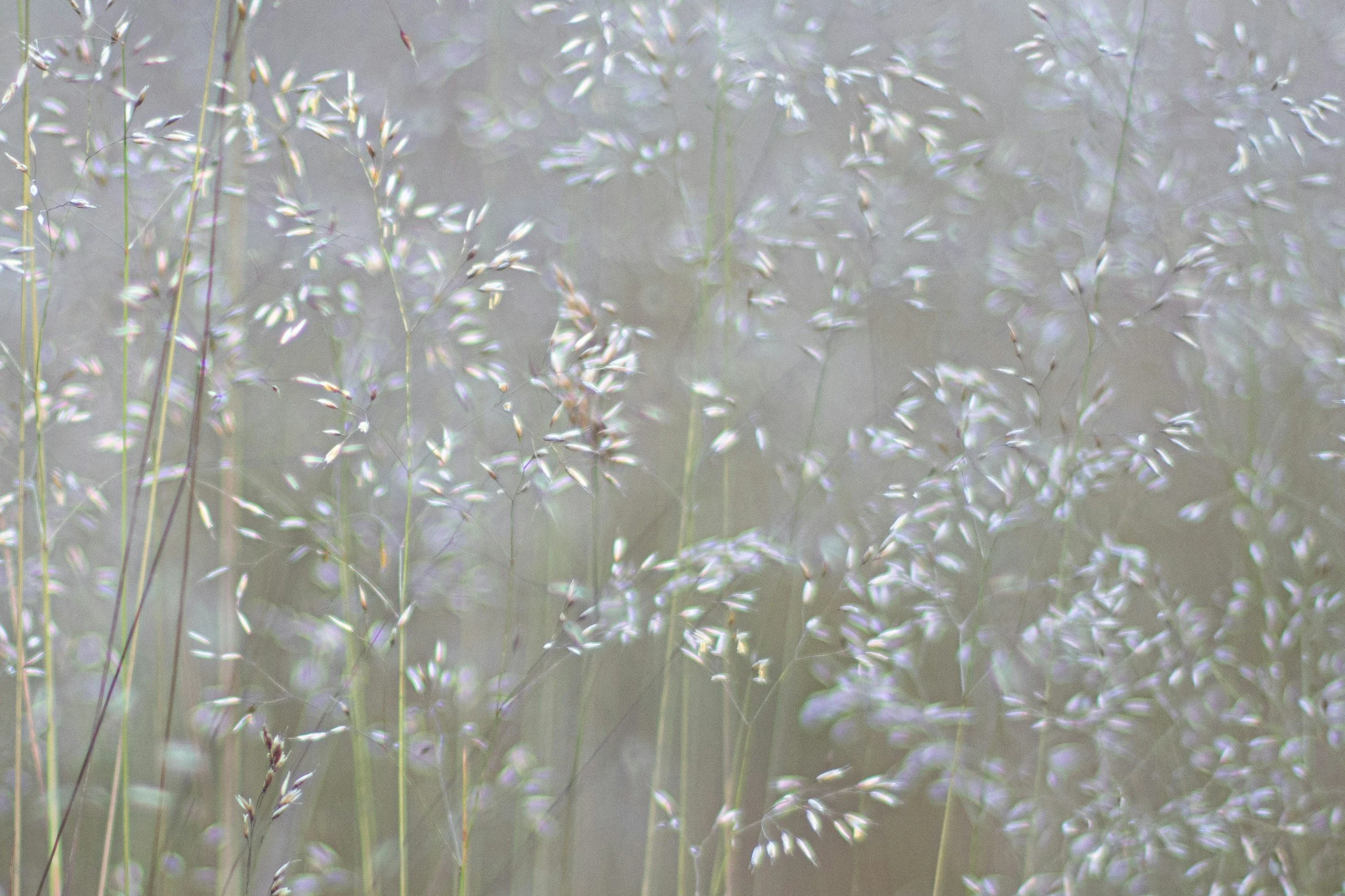 Hay Fever Season - How We Get It &amp; What We Can Do About it