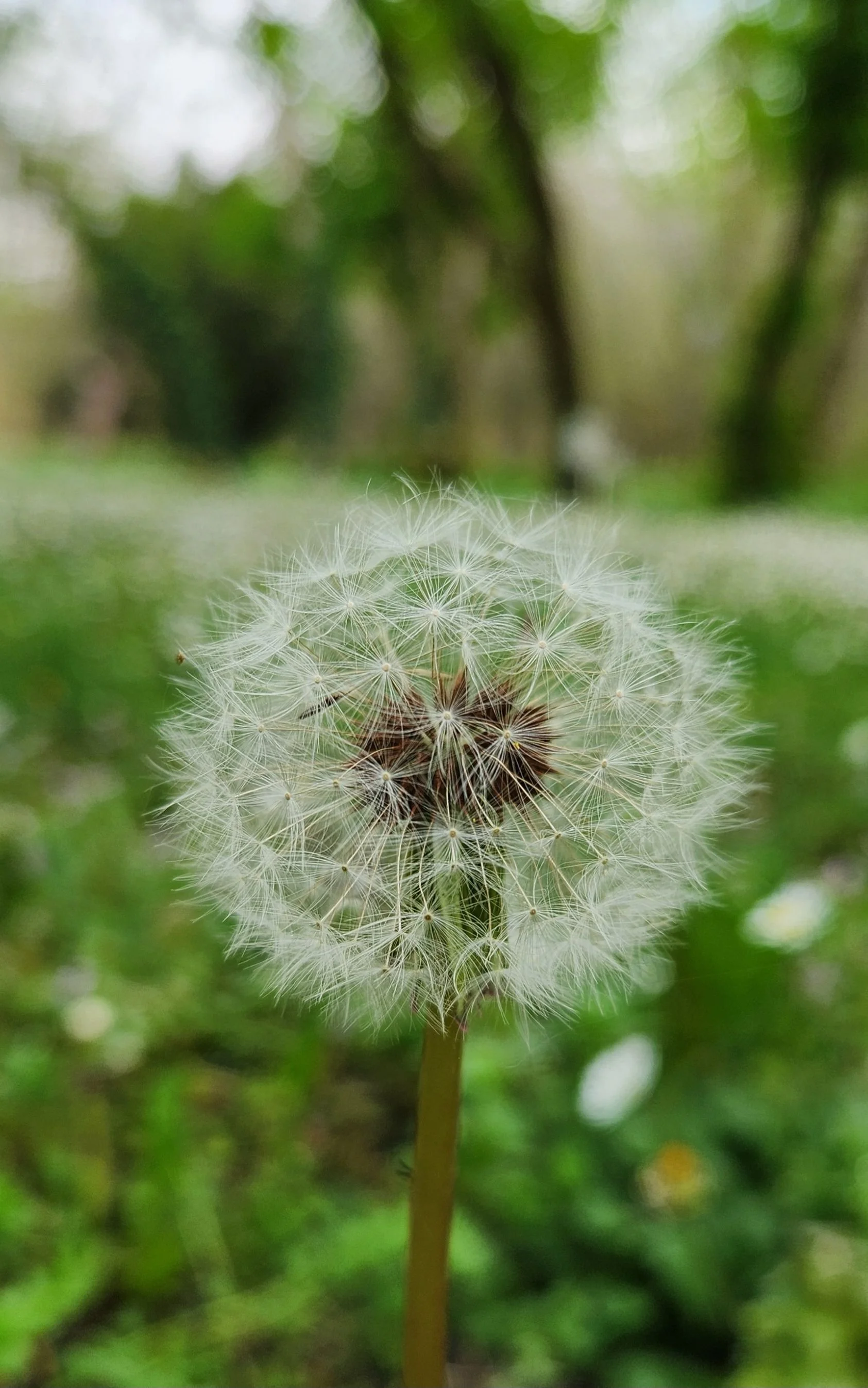 Hay Fever Season - How We Get It &amp; What We Can Do About it