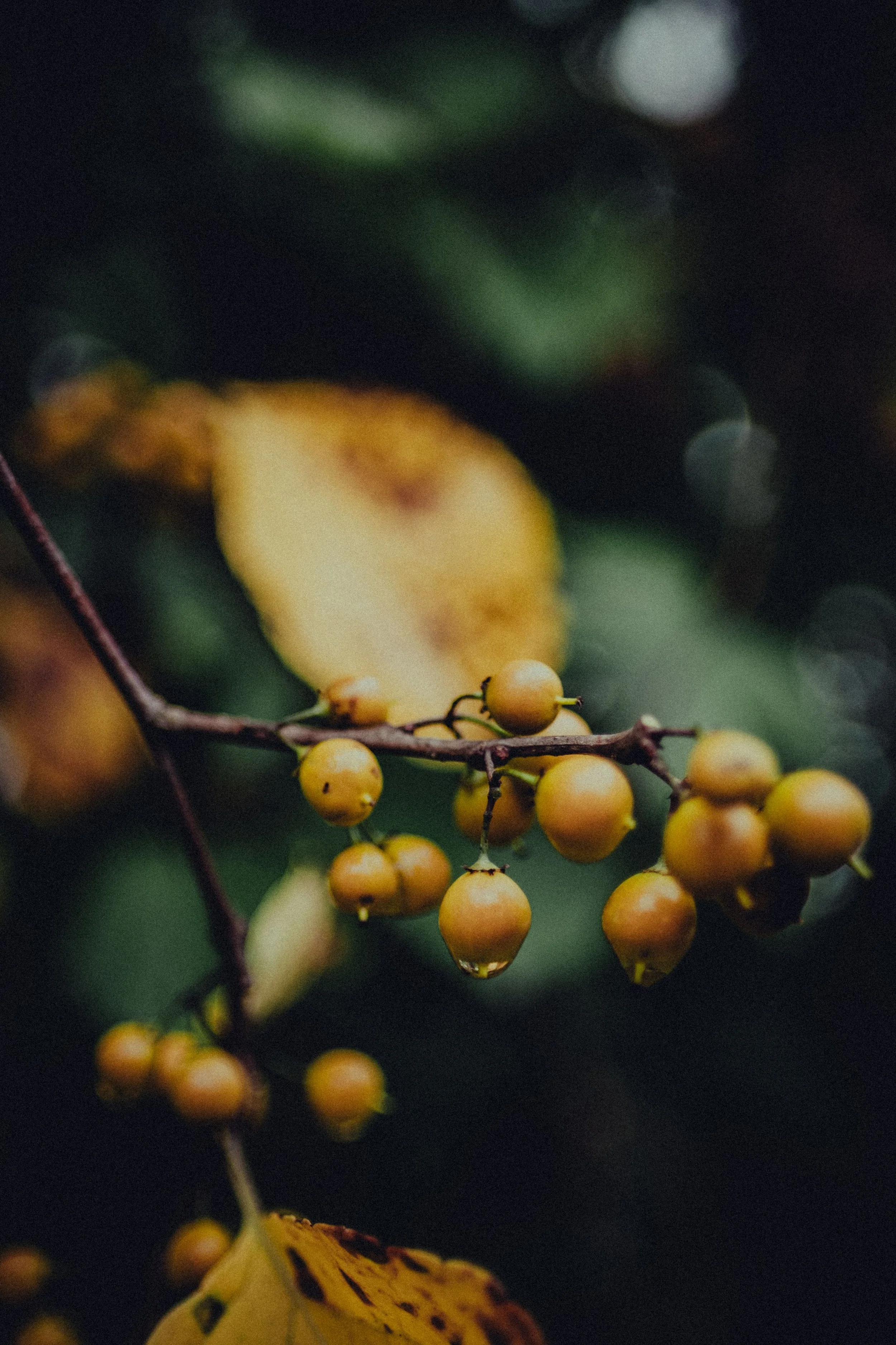 More Than Hunger: Food, Emotion, and Chronic Illness