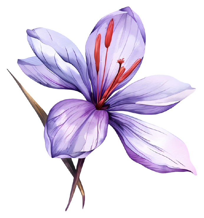 Saffron - hand drawn
