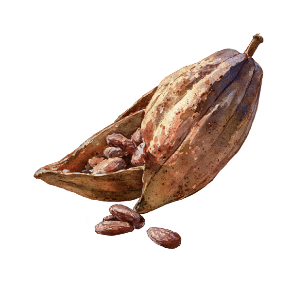 A cocoa pod cut open to reveal cocoa beans inside.