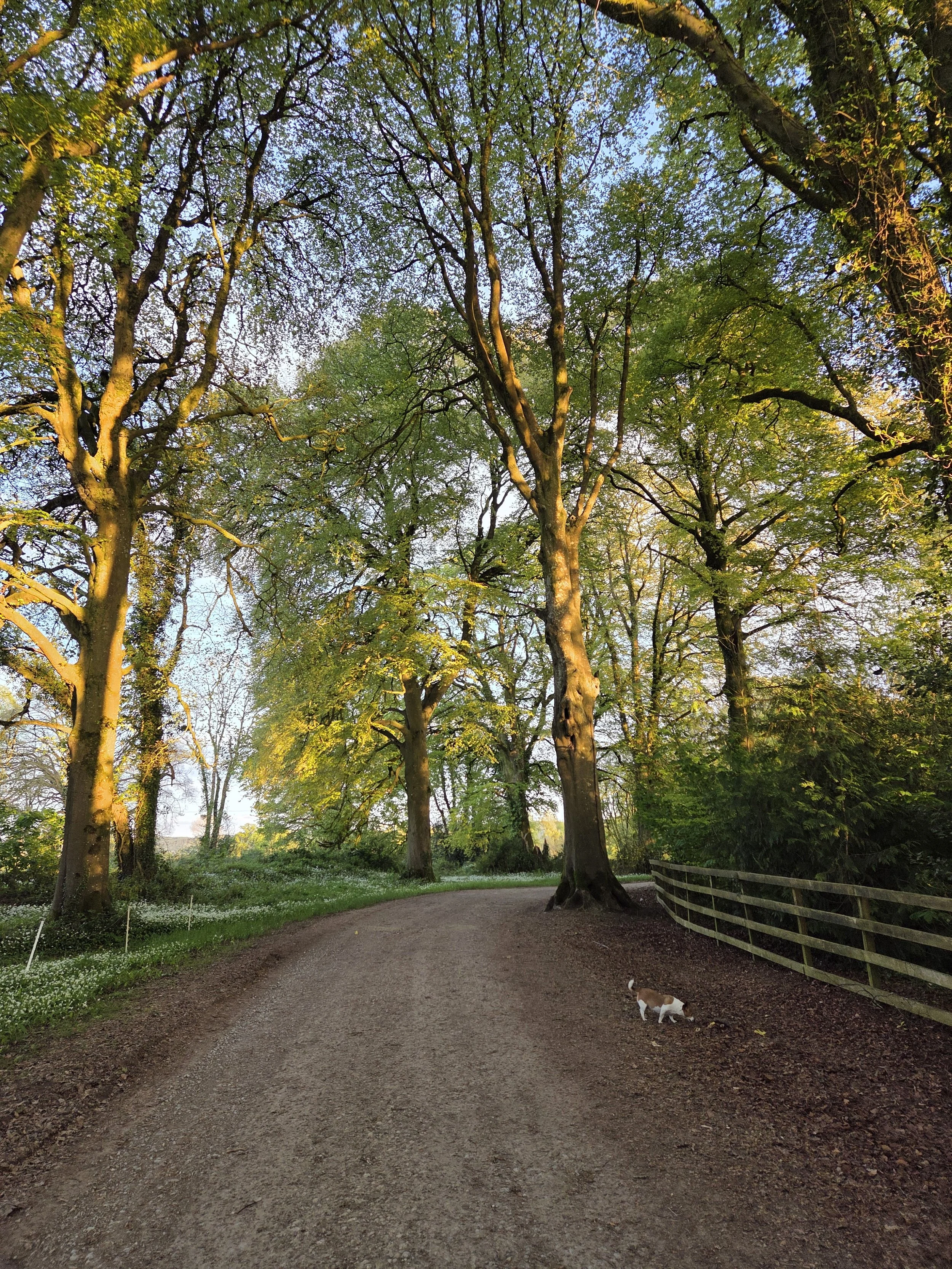 A gravel pathway in a lush, green park with tall trees, a wooden fence on the right, and a small dog walking on the path near the bottom right.