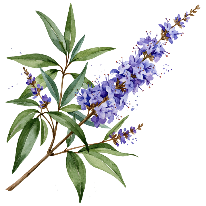 Watercolor illustration of a branch with green leaves and purple flowers.