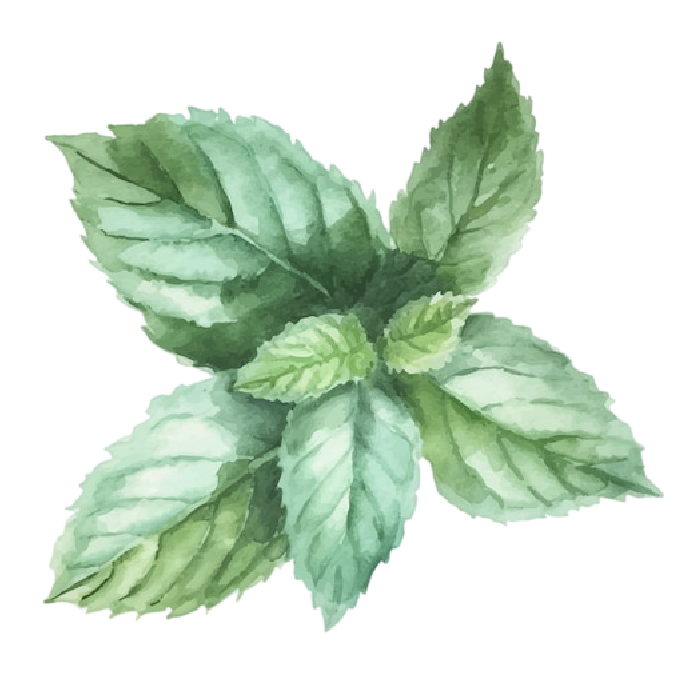 Watercolor painting of green mint leaves