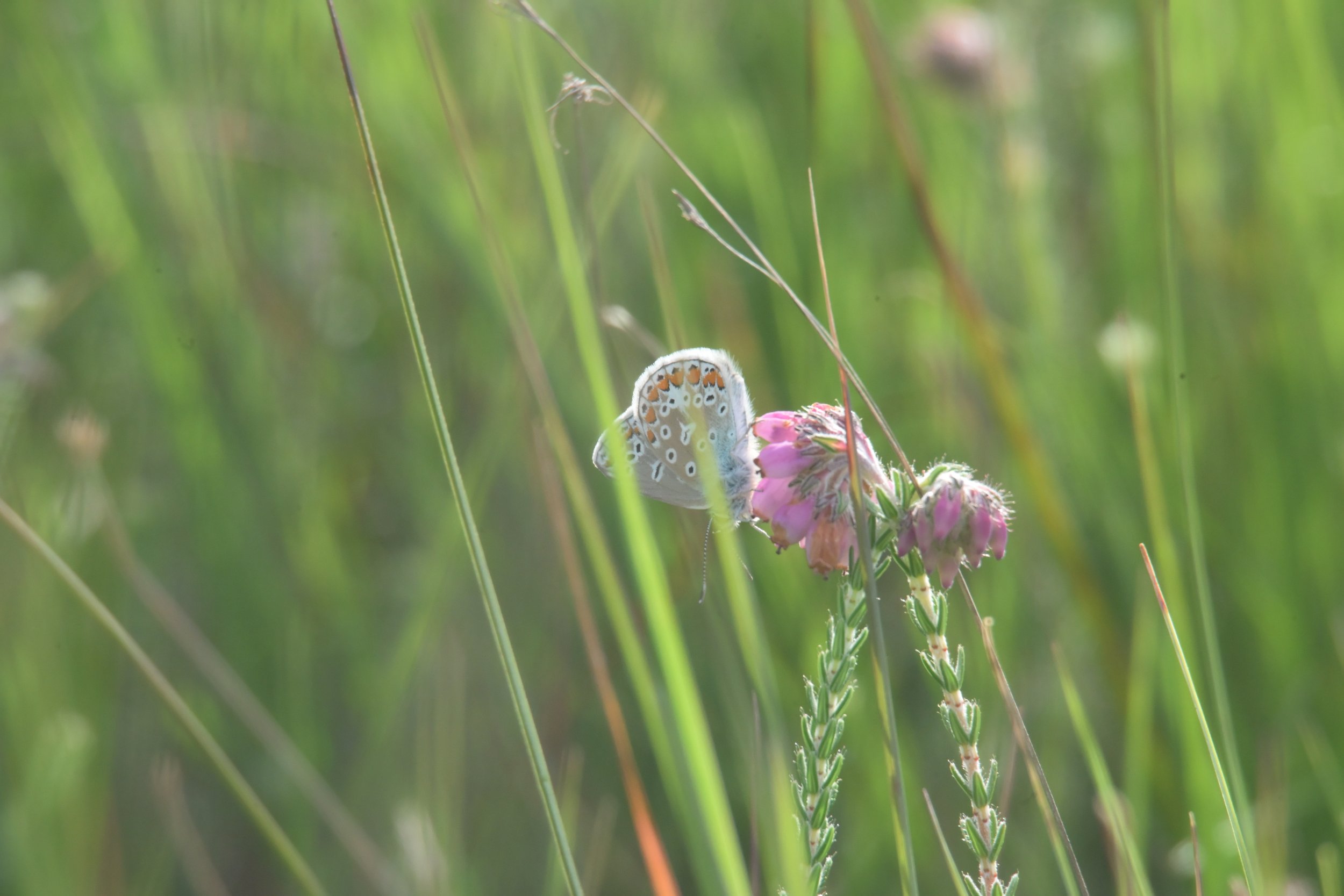 Wiltshire Wildlife Trust Case Study: Turning Conservation Work Into Clear, Useful Video