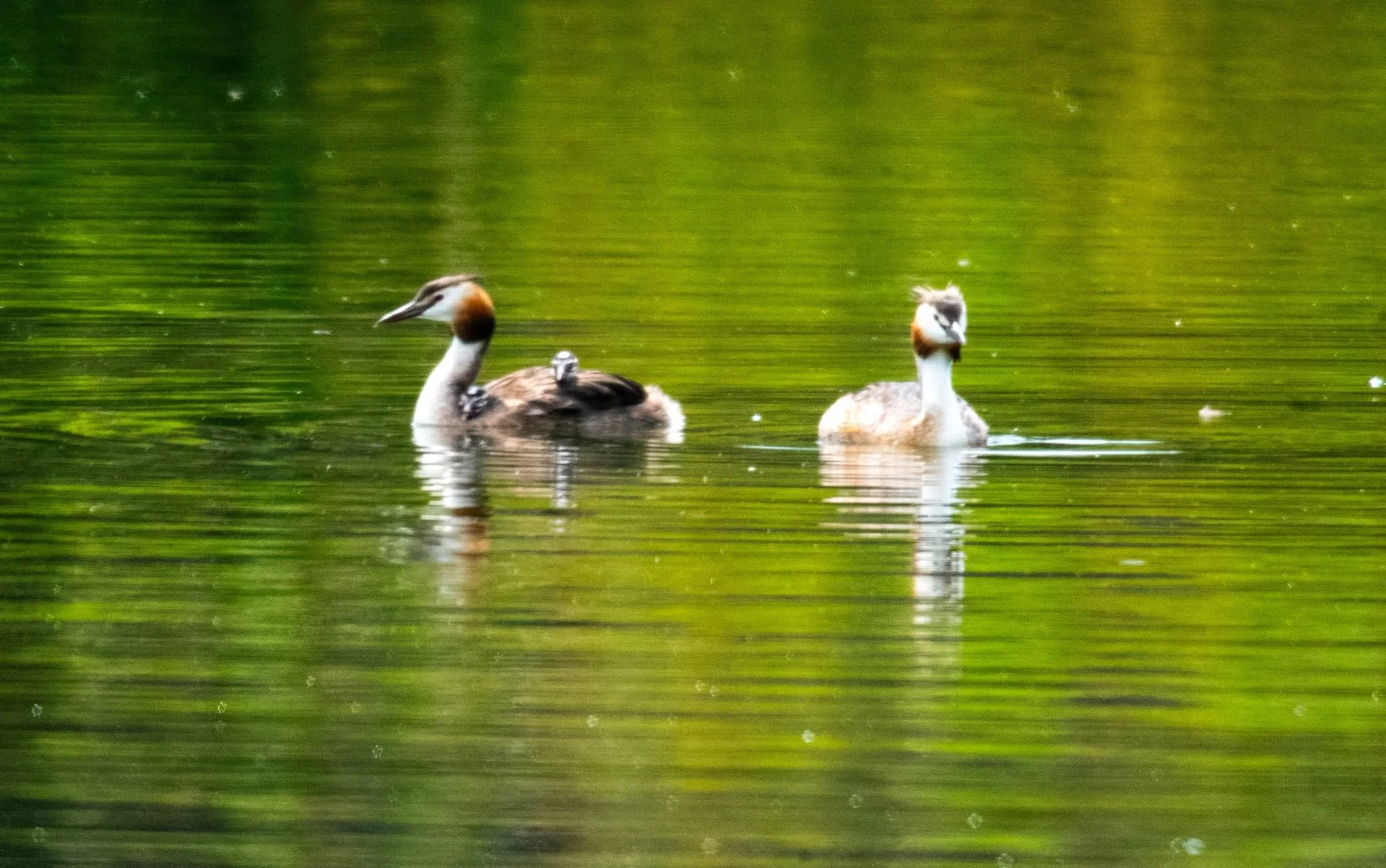 A Busy Production Week: Client Work, Grebes and Managing My Energy