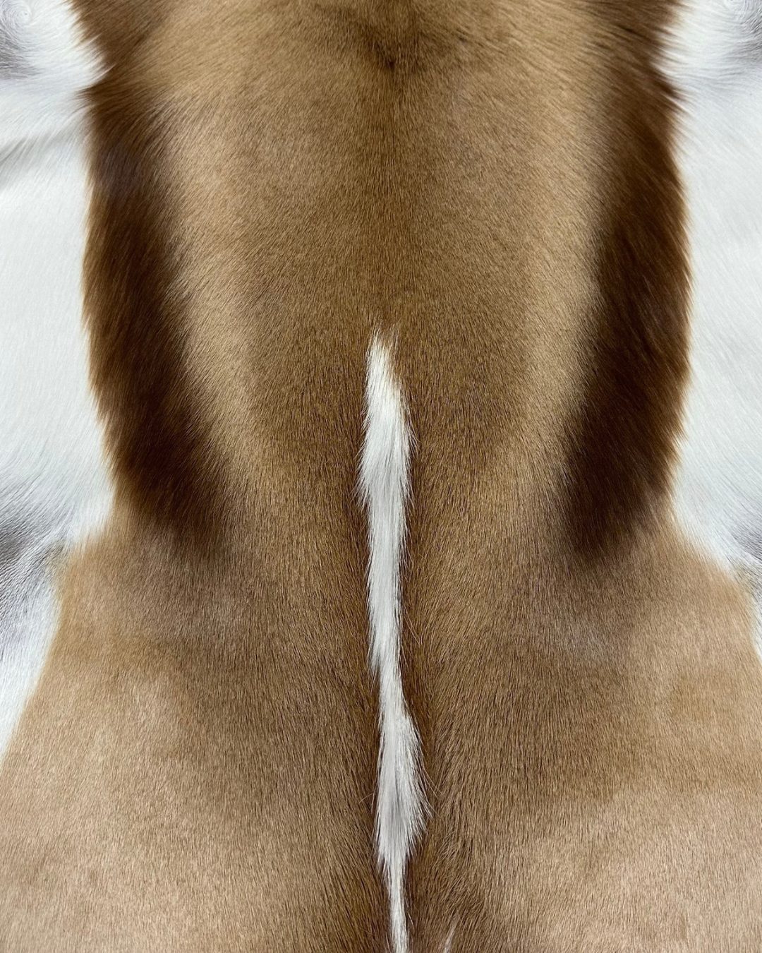 SPRINGBOK